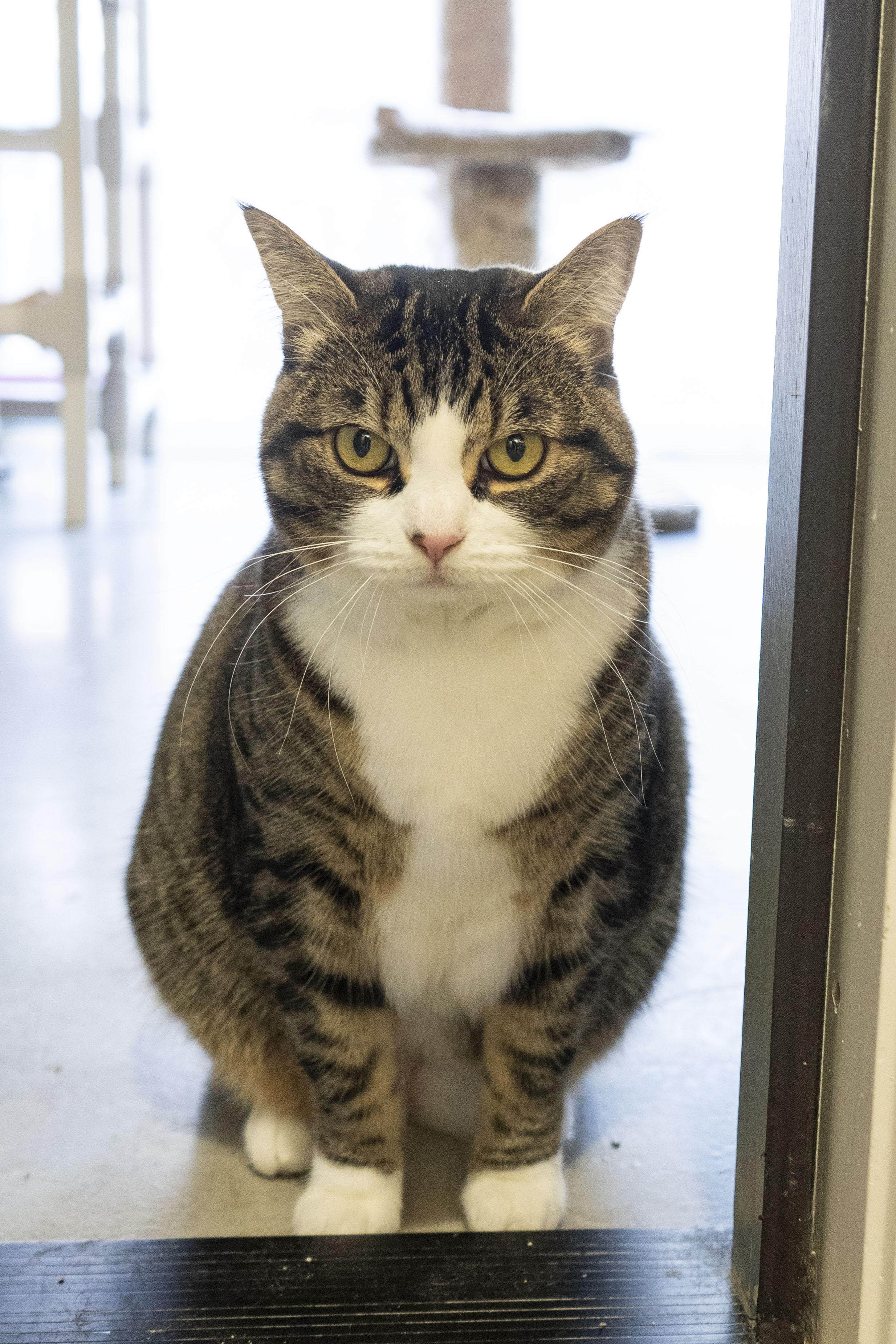 Enlarge Nibbler, a ADOPTABLE Domestic Short Hair in Boise, ID image 2/3