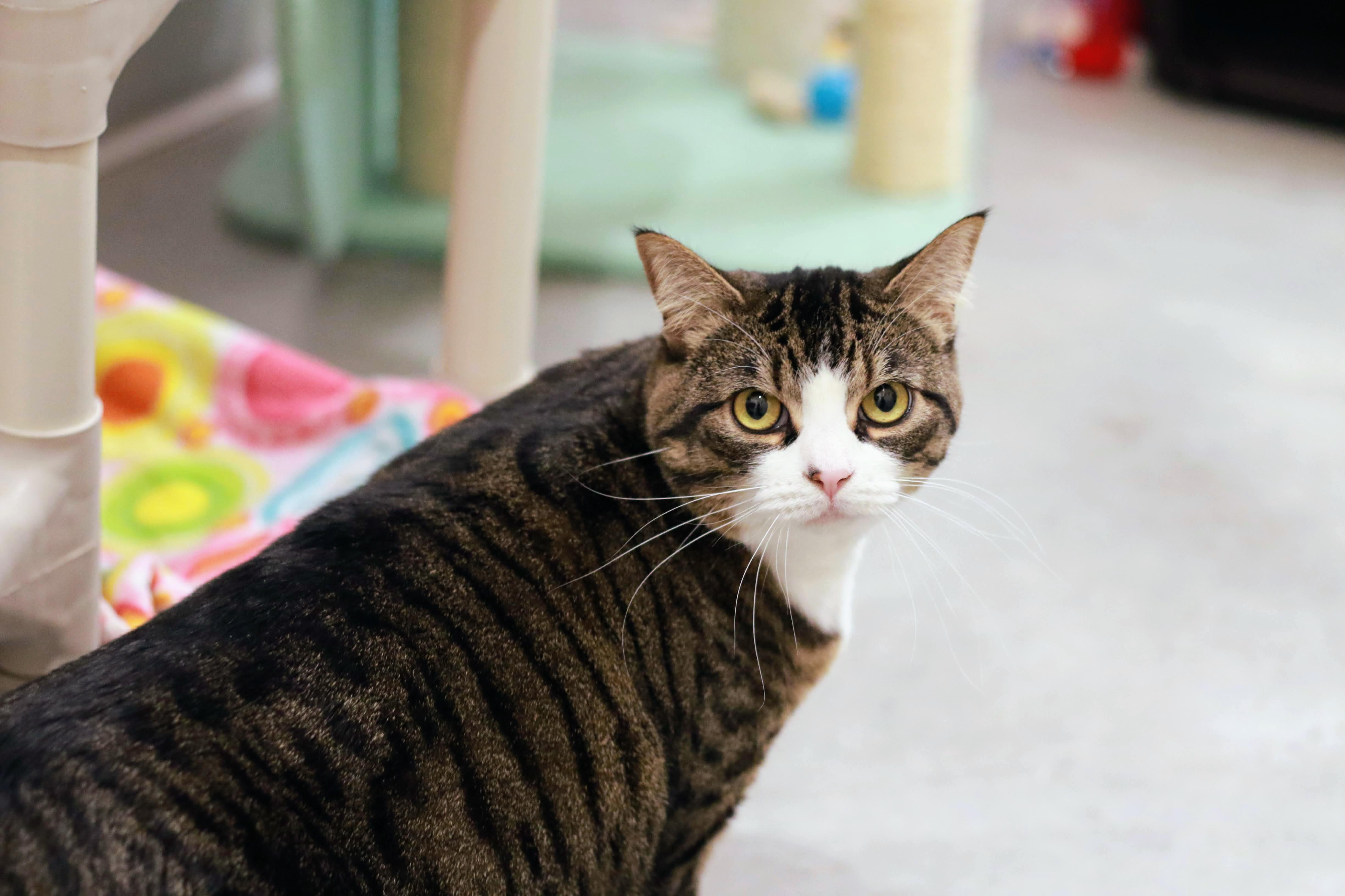 Nibbler, ADOPTABLE, Adult Female Domestic Short Hair.
