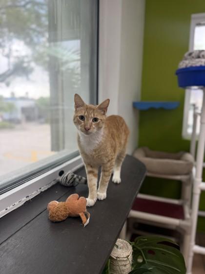 Enlarge Bobbi, a Adoptable mixed breed in North Miami Beach, FL image 1/1