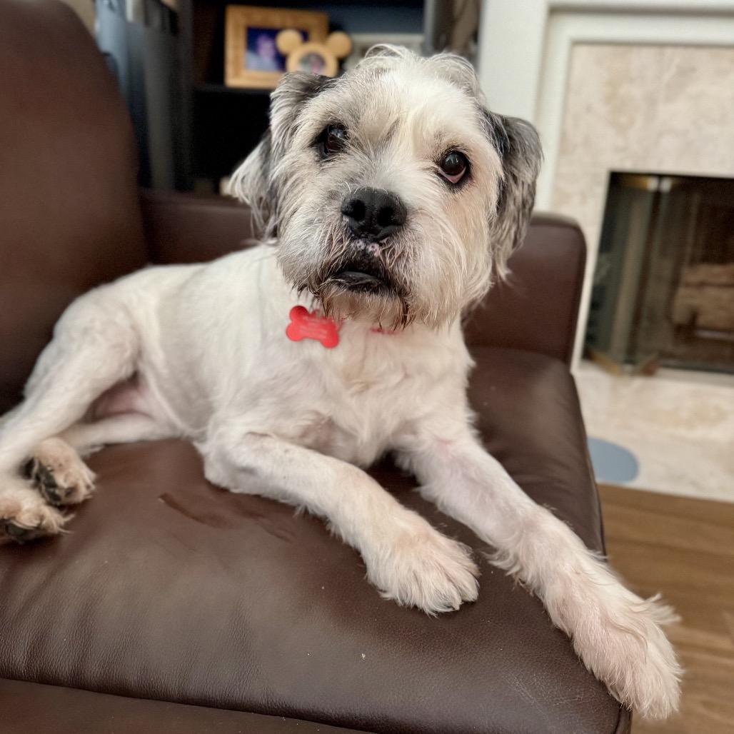 Coqueta, an adoptable Border Terrier, Schnauzer in Oceanside, CA, 92058 | Photo Image 1
