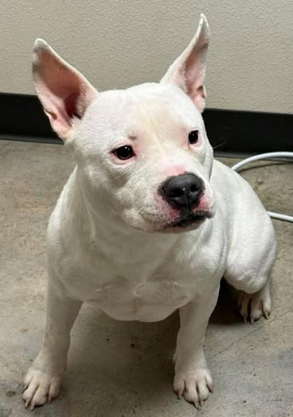 Enlarge Jake from State farm, a Adoptable mixed breed in Lampasas, TX image 1/3