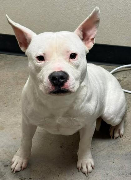 Enlarge Jake from State farm, a Adoptable mixed breed in Lampasas, TX image 2/3