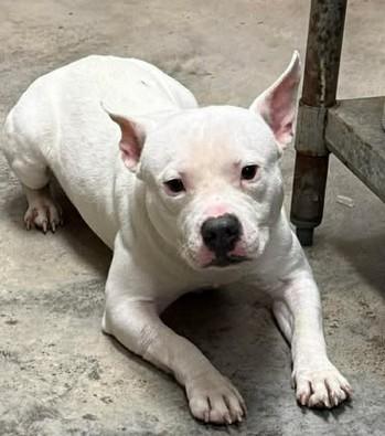 Enlarge Jake from State farm, a Adoptable mixed breed in Lampasas, TX image 3/3