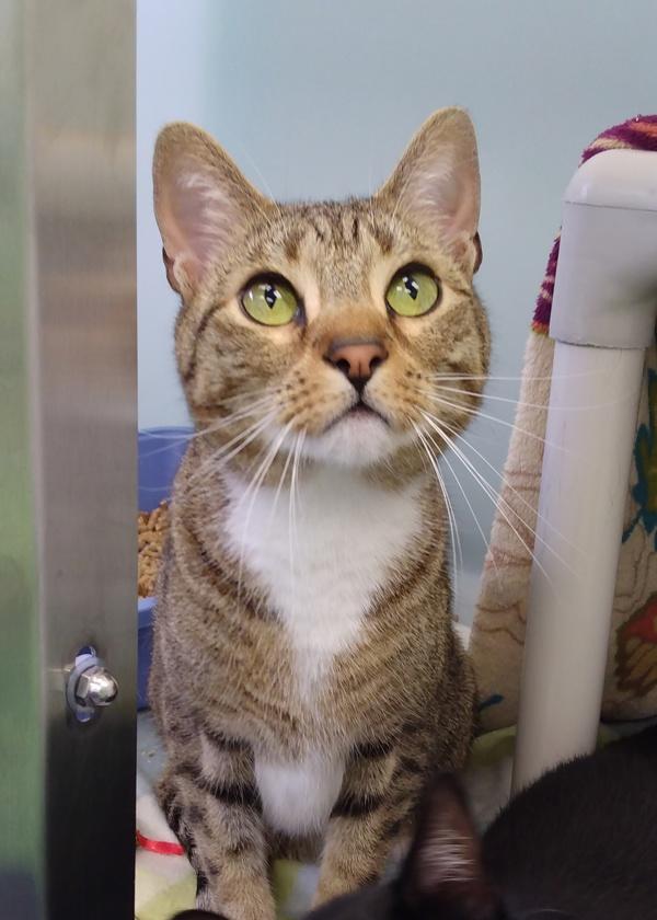 Enlarge Sam, a Adoptable mixed breed in Canton, GA image 1/1