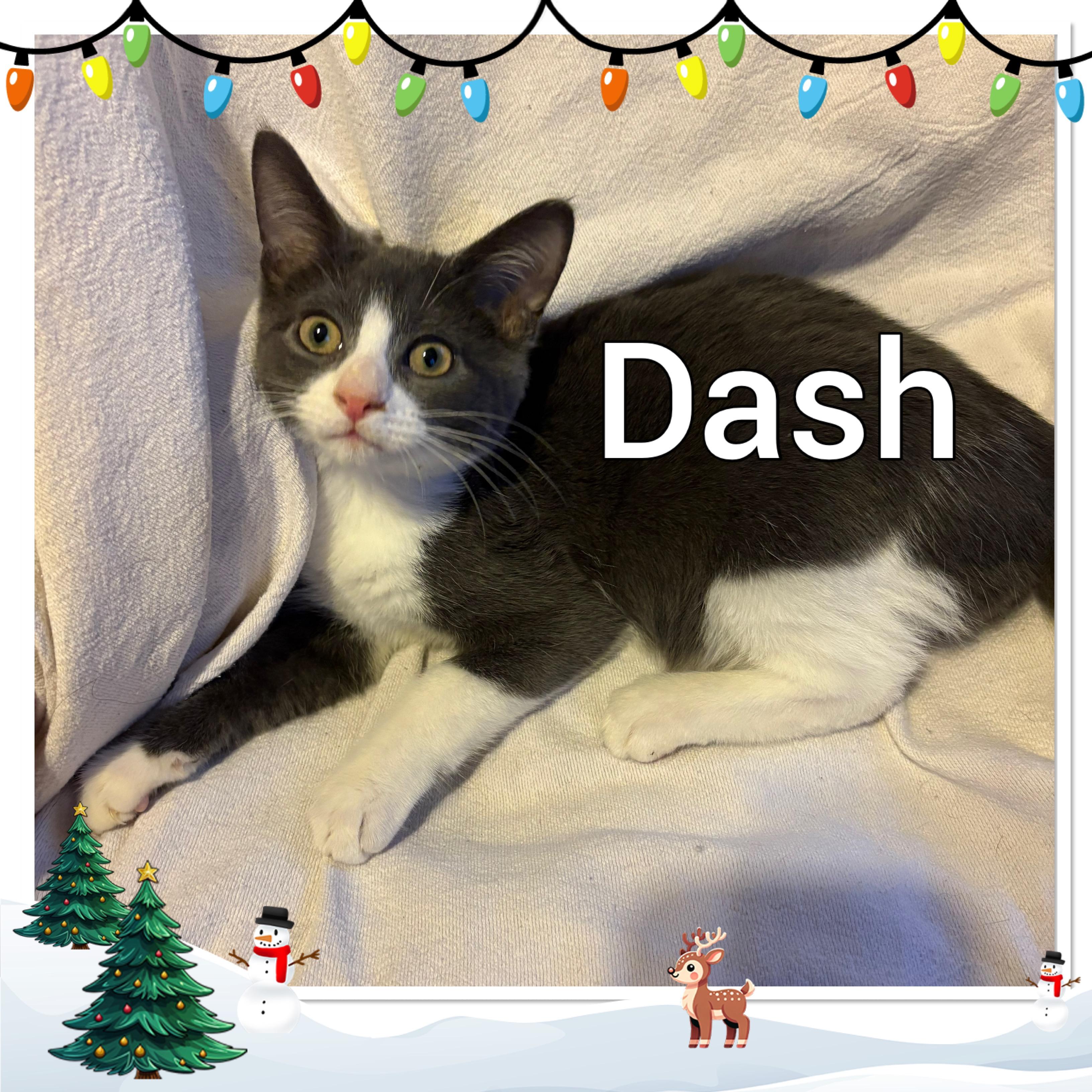 Dash, ADOPTABLE, Young Male Domestic Short Hair.