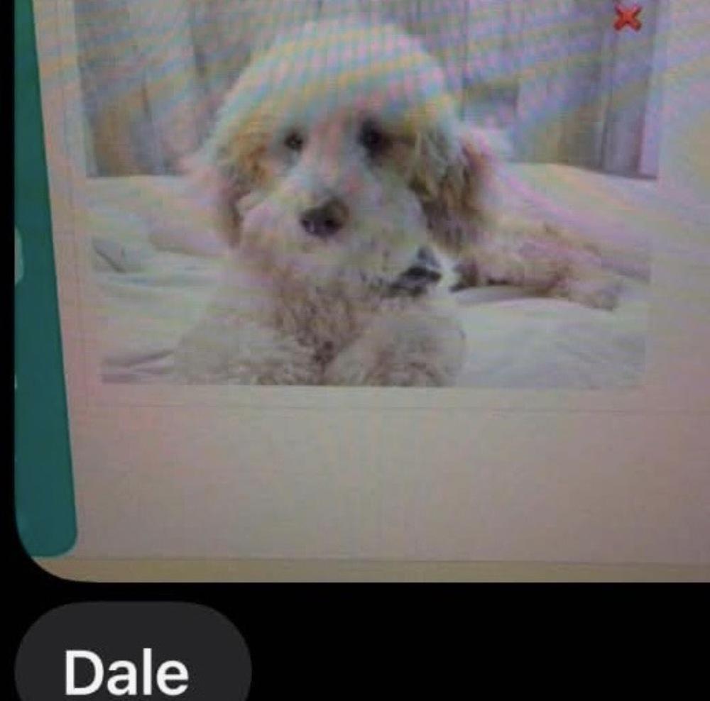 Dale photo