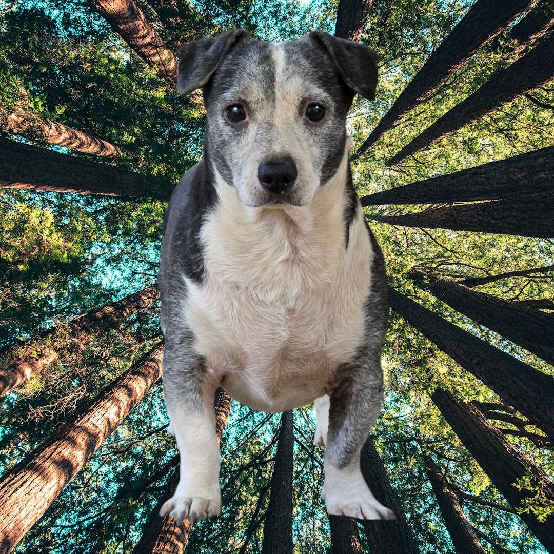 Harvey *FERAL*, Adoptable, Senior Male Beagle & Chihuahua.