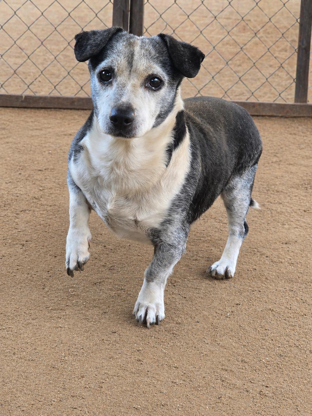 Harvey *FERAL*, Adoptable, Senior Male Beagle & Chihuahua.