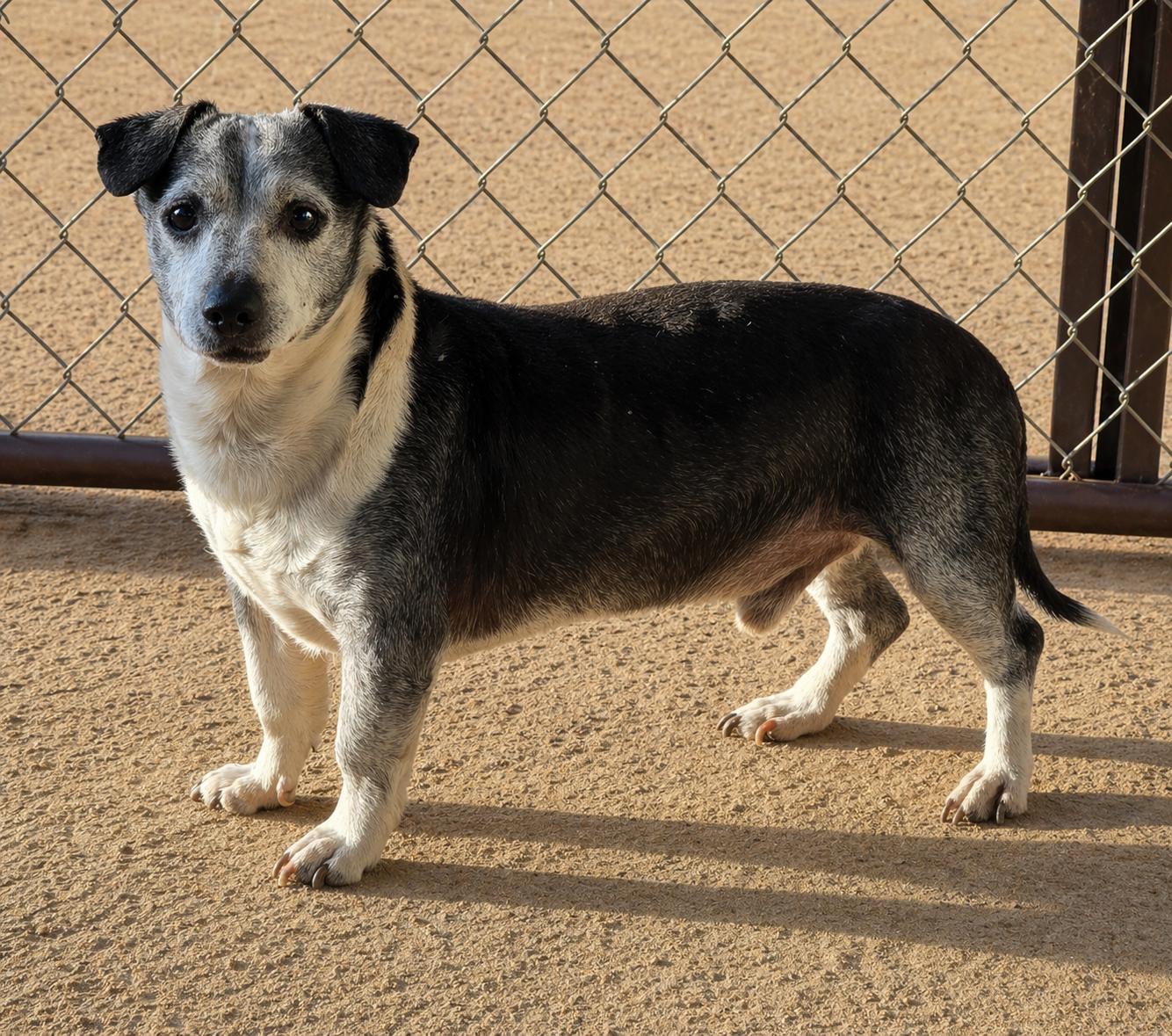 Harvey *FERAL*, a Adoptable mixed breed in Selma, CA image 6/6