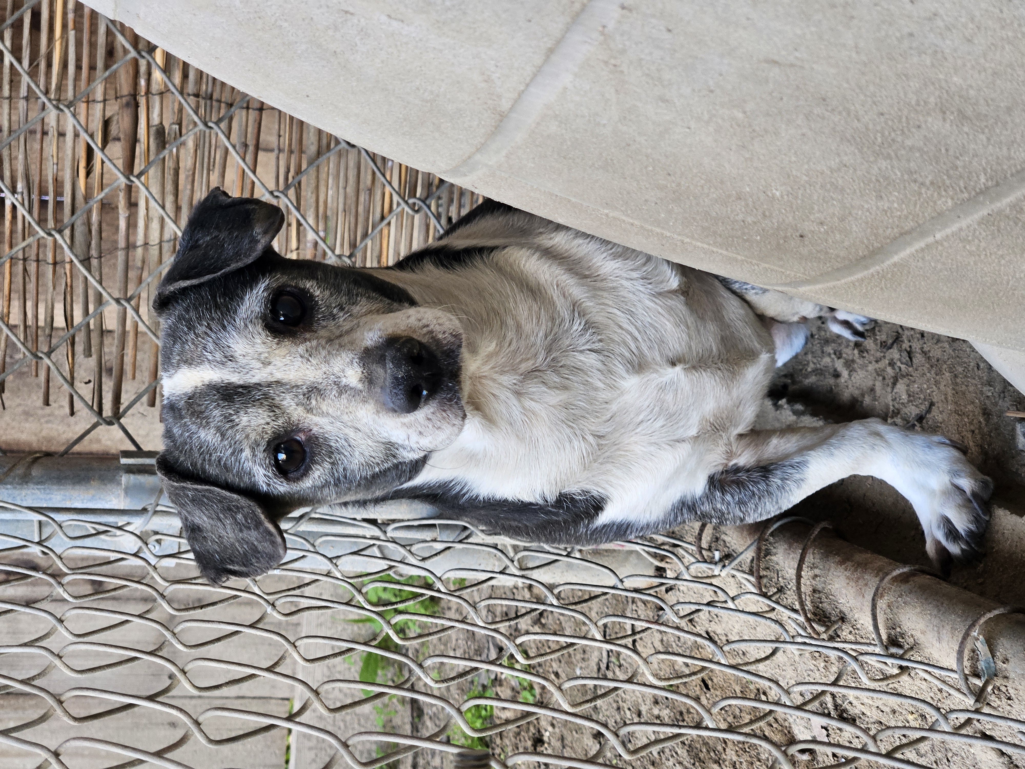 Enlarge Harvey *FERAL*, a Adoptable mixed breed in Selma, CA image 2/5