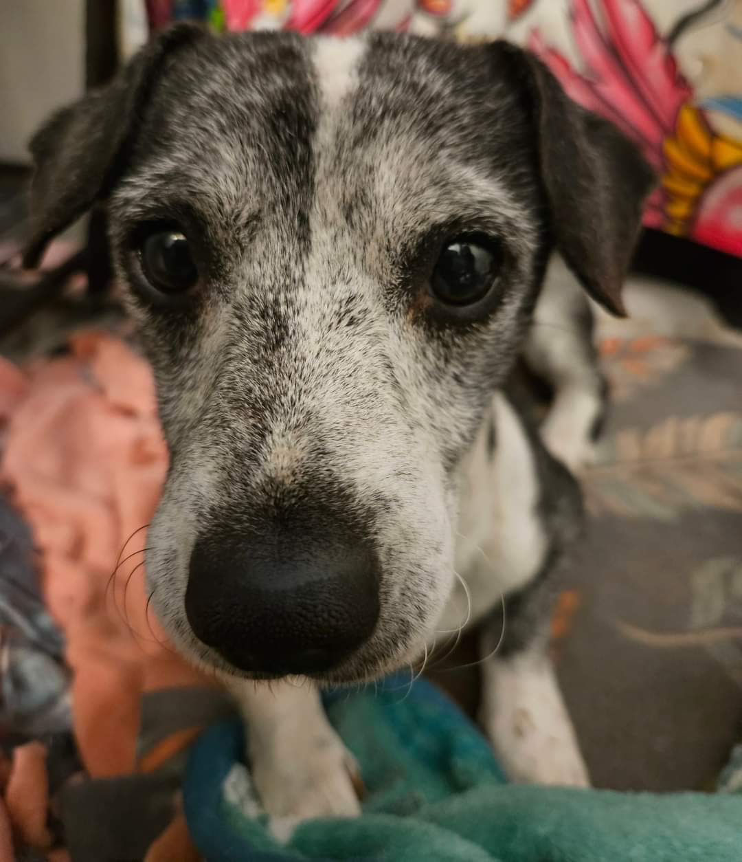 Enlarge Harvey *FERAL*, a Adoptable mixed breed in Selma, CA image 5/5