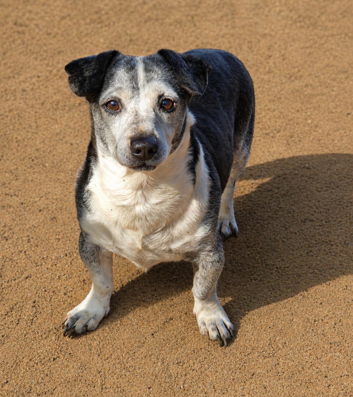 Harvey *FERAL*, a Adoptable mixed breed in Selma, CA image 3/6