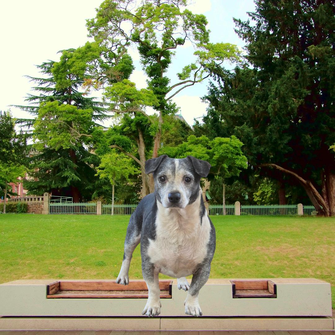 Enlarge Harvey *FERAL*, a Adoptable mixed breed in Selma, CA image 3/5