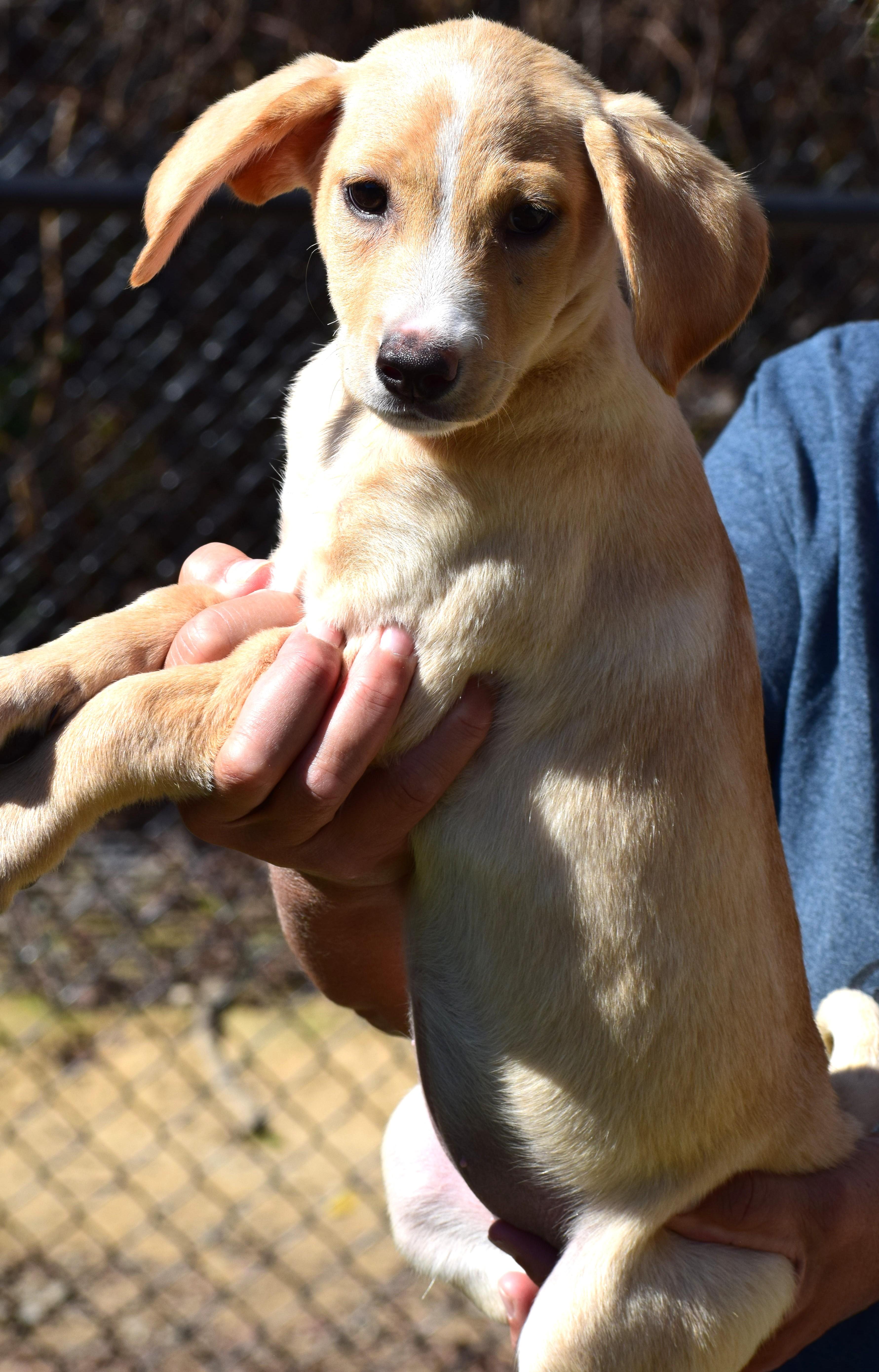 Nina-Available @Petsmart 10/19! www.lhar.dog to apply!