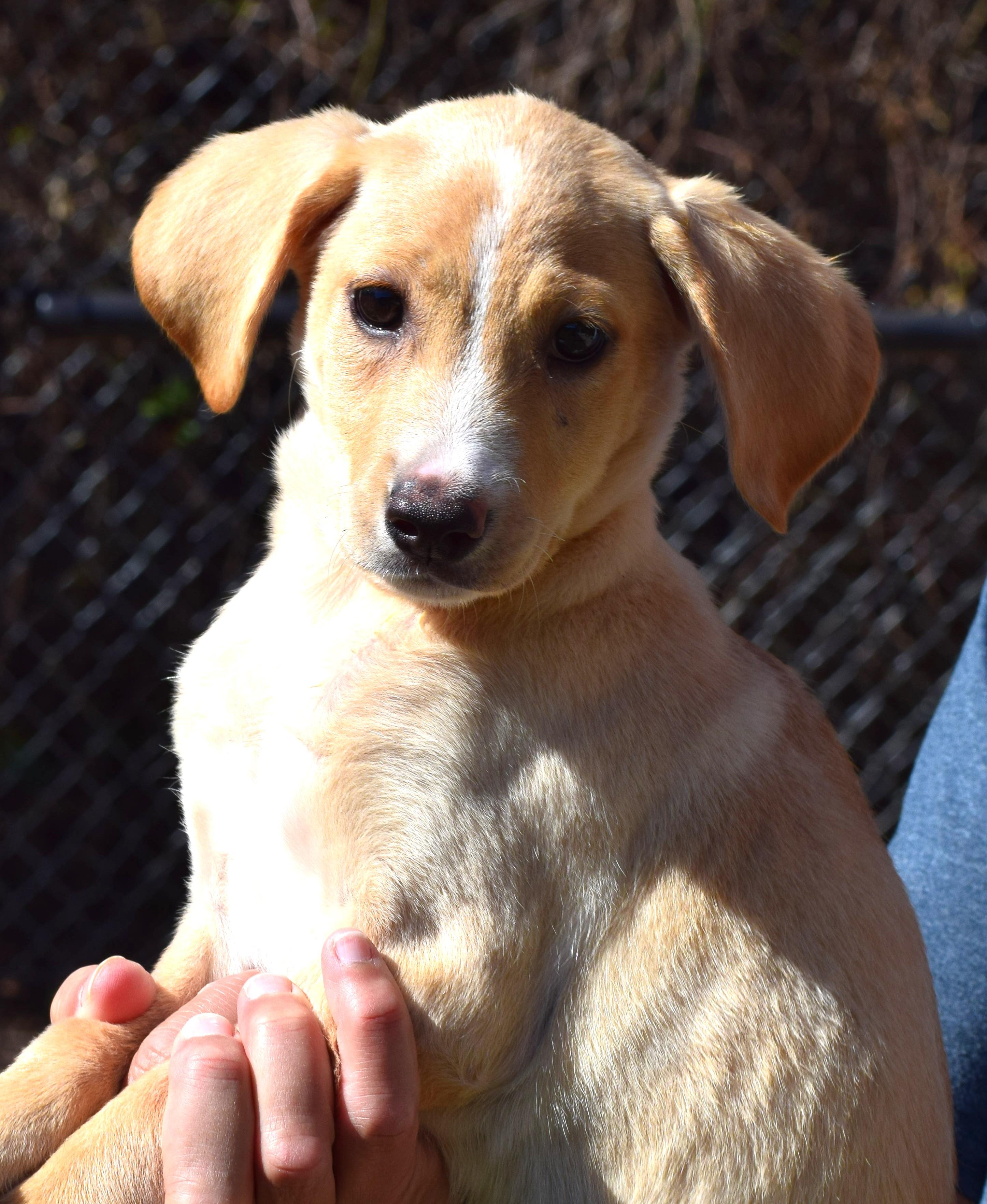 Nina-Available @Petsmart 10/19! www.lhar.dog to apply!