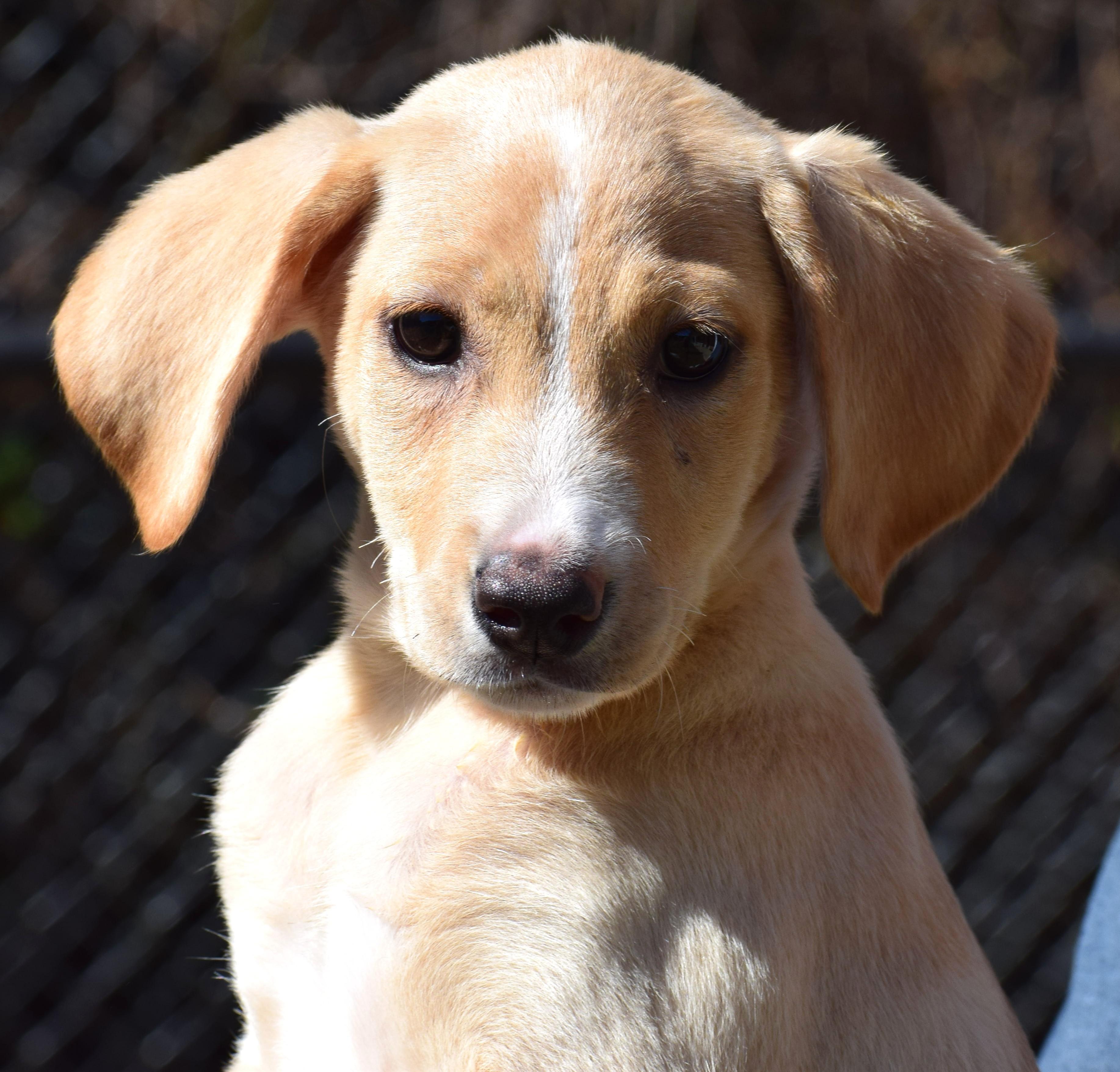 Nina-Available @Petsmart 10/19! www.lhar.dog to apply!