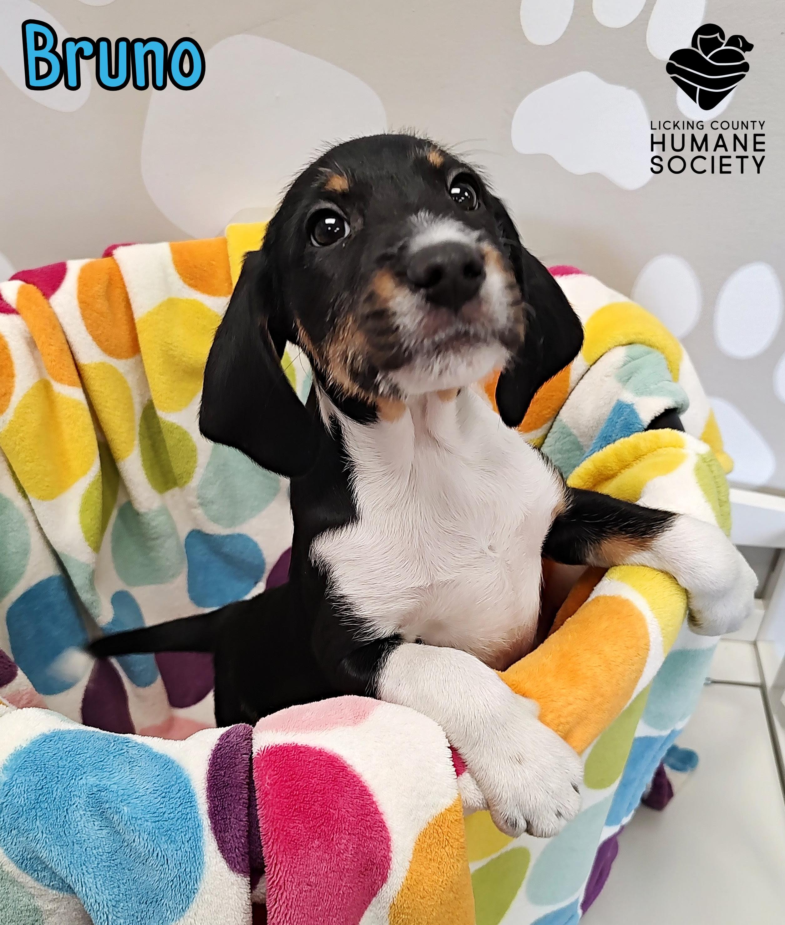 Bruno, adopted, Puppy Male Labrador Retriever & Pit Bull Terrier.