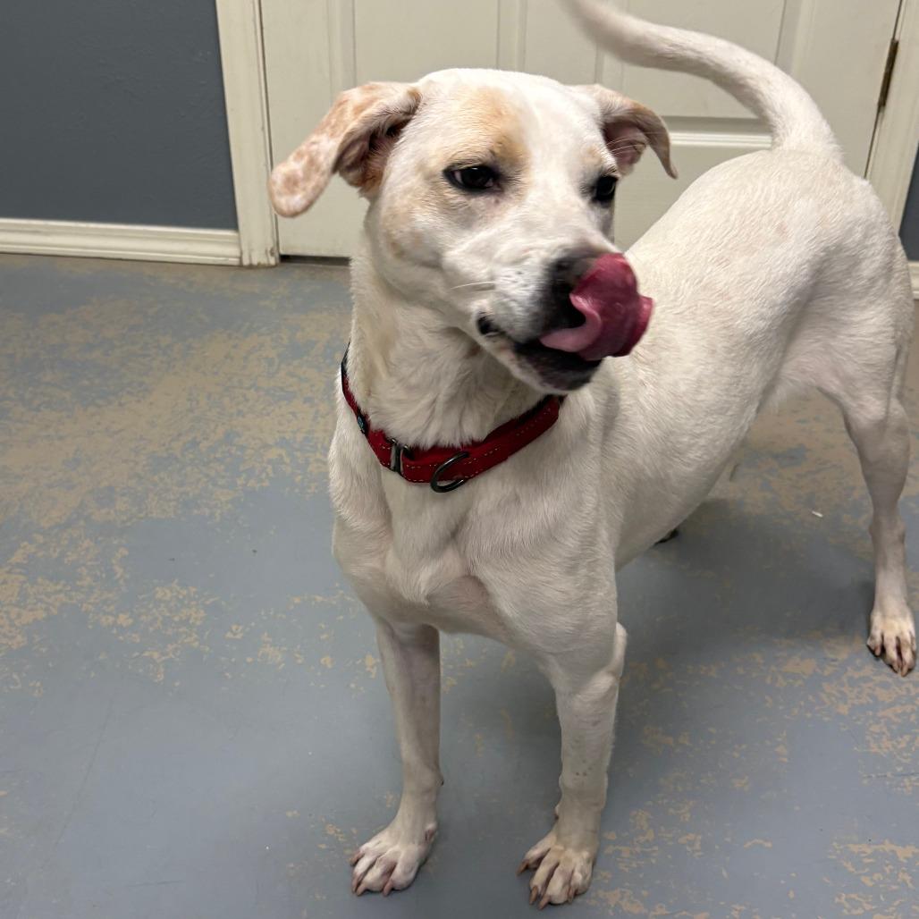 Pheobe IX 26-021, Adoptable, Adult Female Labrador Retriever.