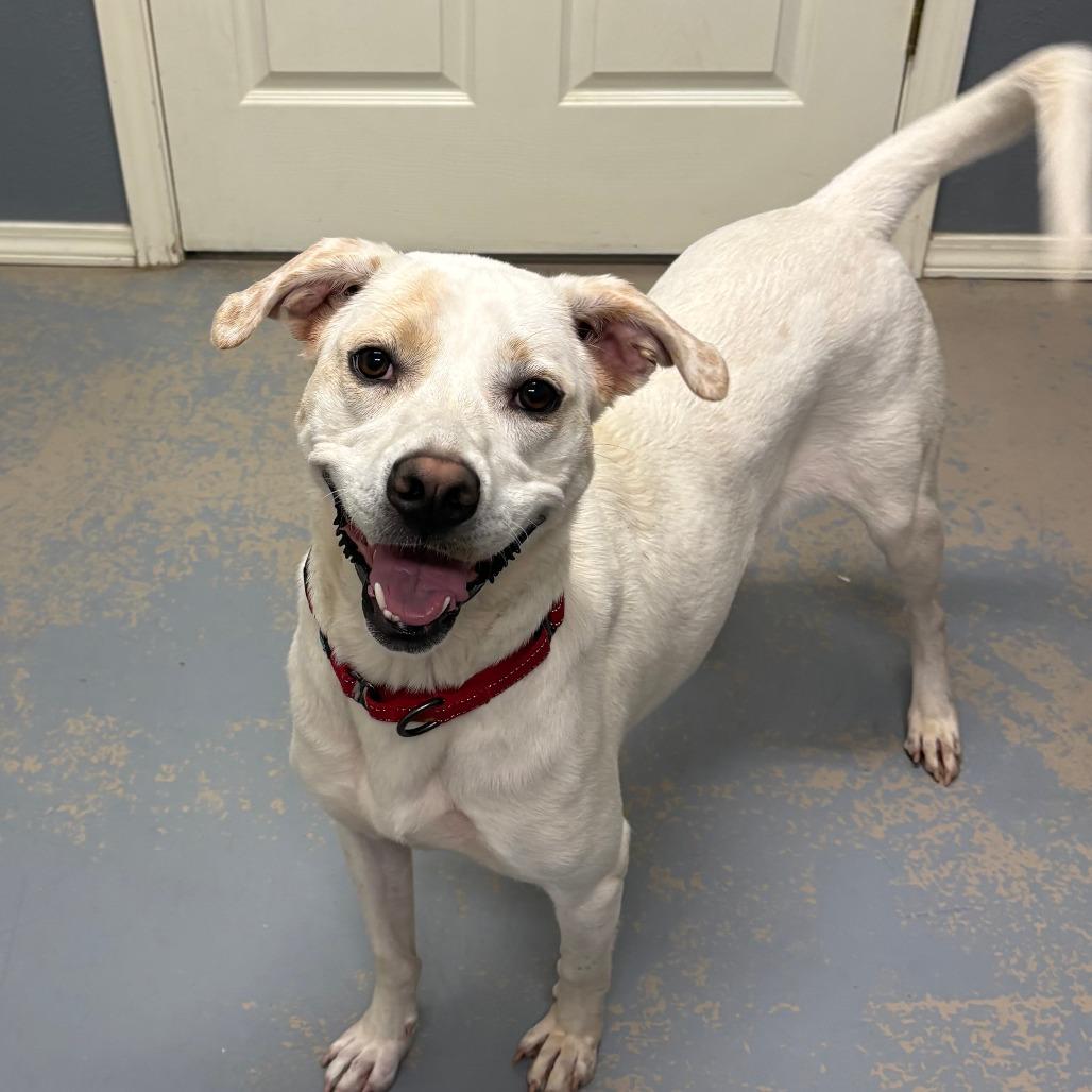 Enlarge Pheobe IX 26-021, a Adoptable Labrador Retriever in Little Rock, AR image 2/4