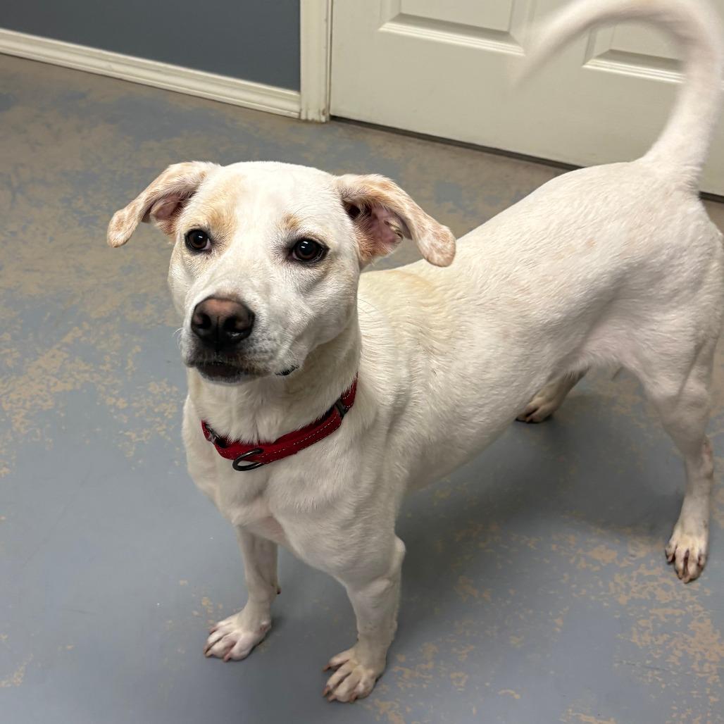 Enlarge Pheobe IX 26-021, a Adoptable Labrador Retriever in Little Rock, AR image 3/4