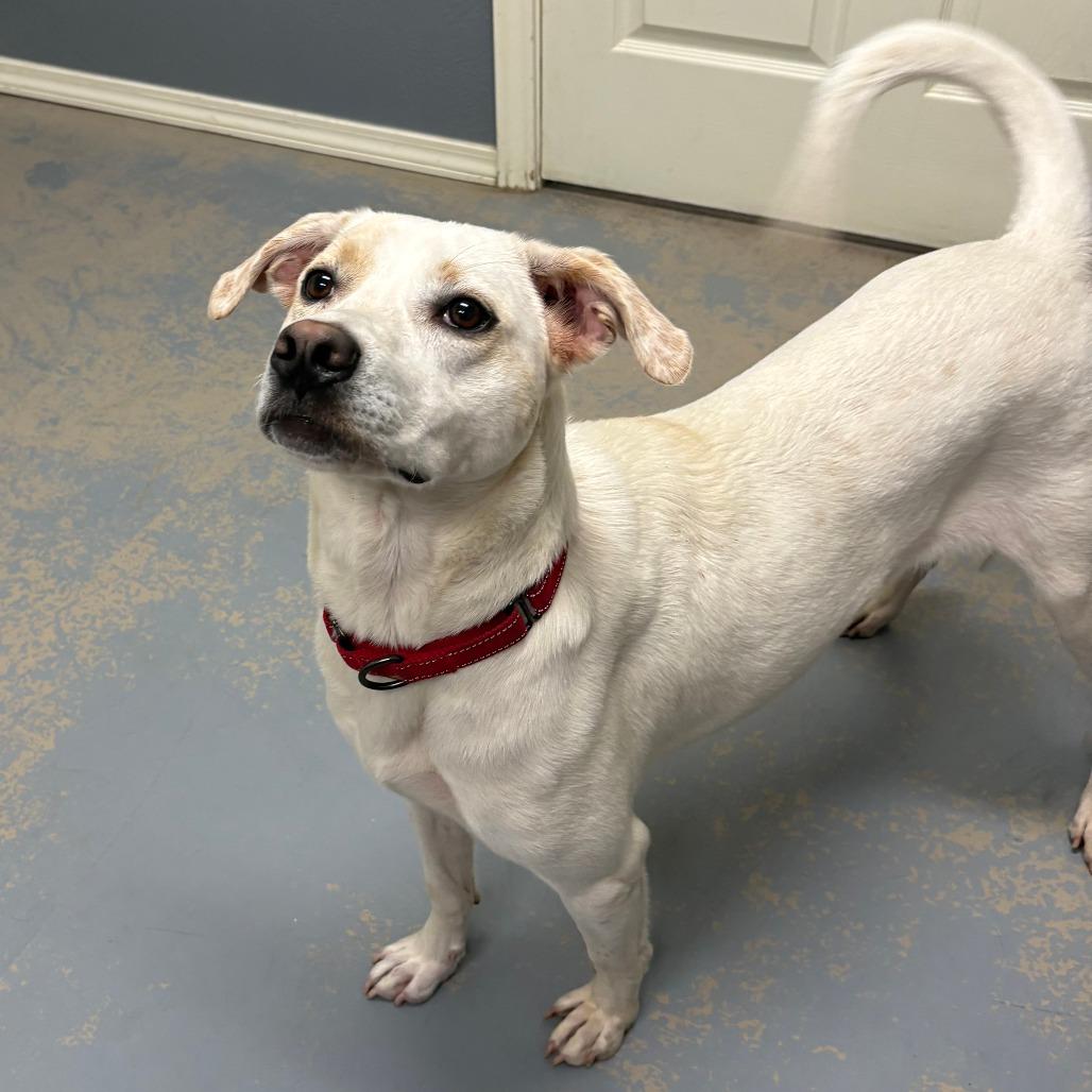 Enlarge Pheobe IX 26-021, a Adoptable Labrador Retriever in Little Rock, AR image 4/4
