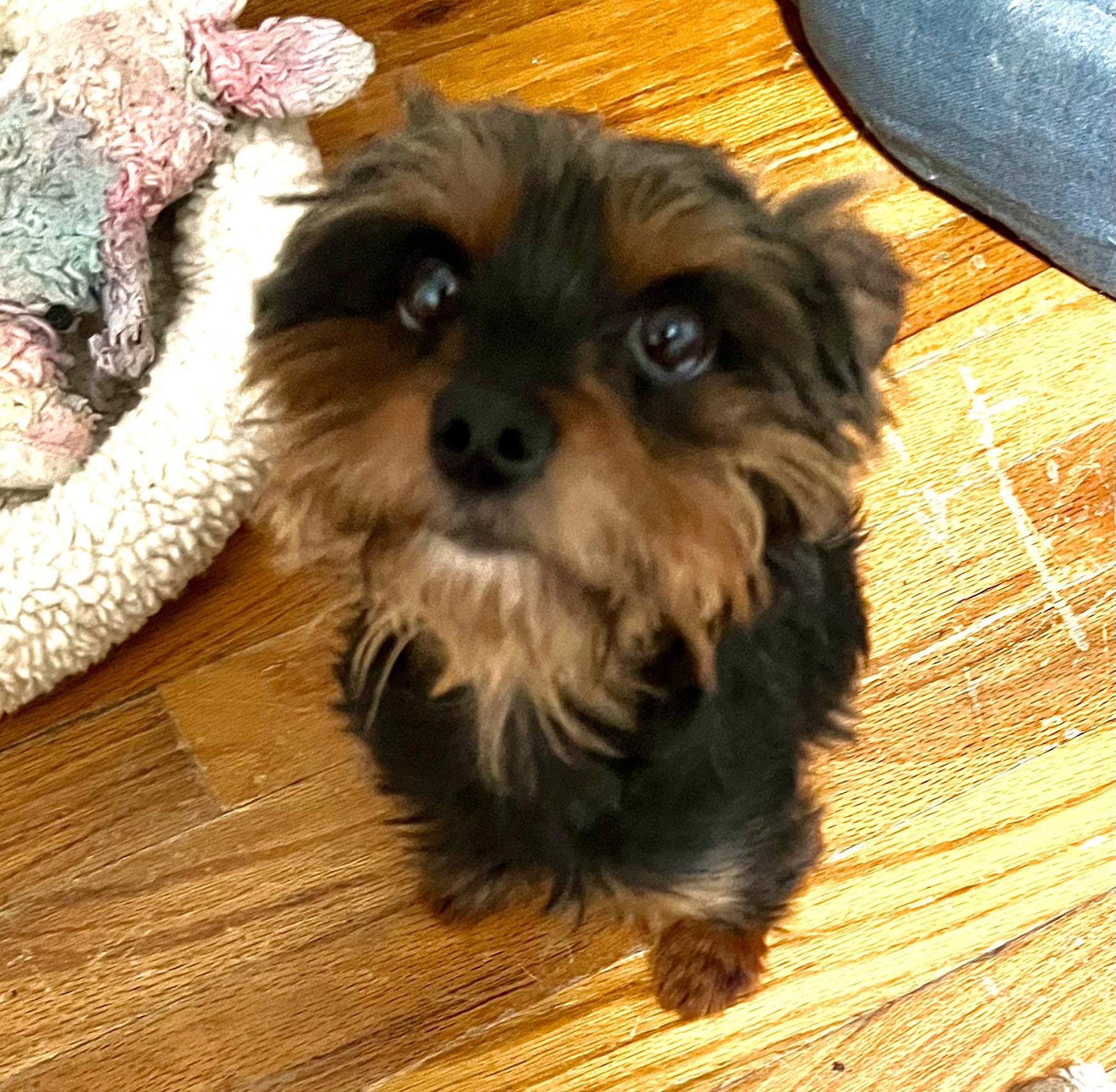 Enlarge Nikki, an adopted Yorkshire Terrier in Cranford, NJ image 3/5