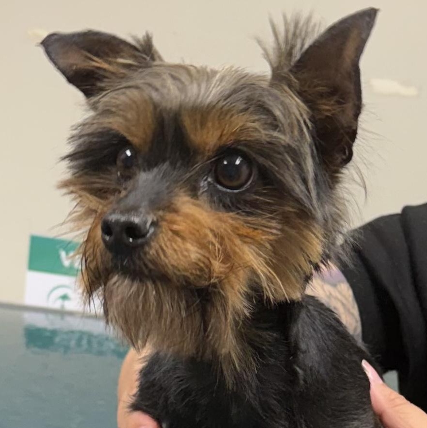 Enlarge Nikki, an adopted Yorkshire Terrier in Cranford, NJ image 2/5