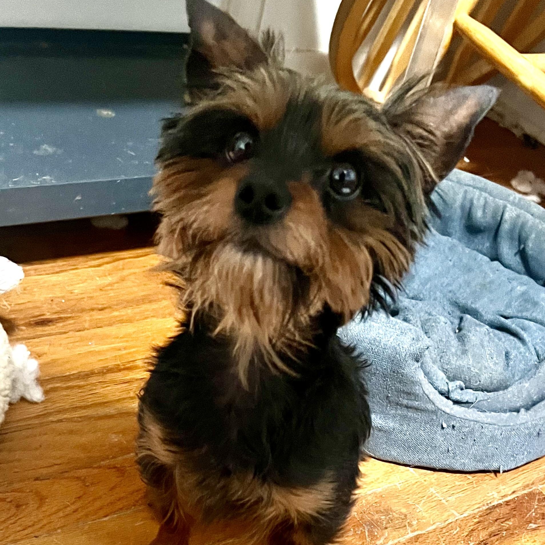 Enlarge Nikki, an adopted Yorkshire Terrier in Cranford, NJ image 5/5