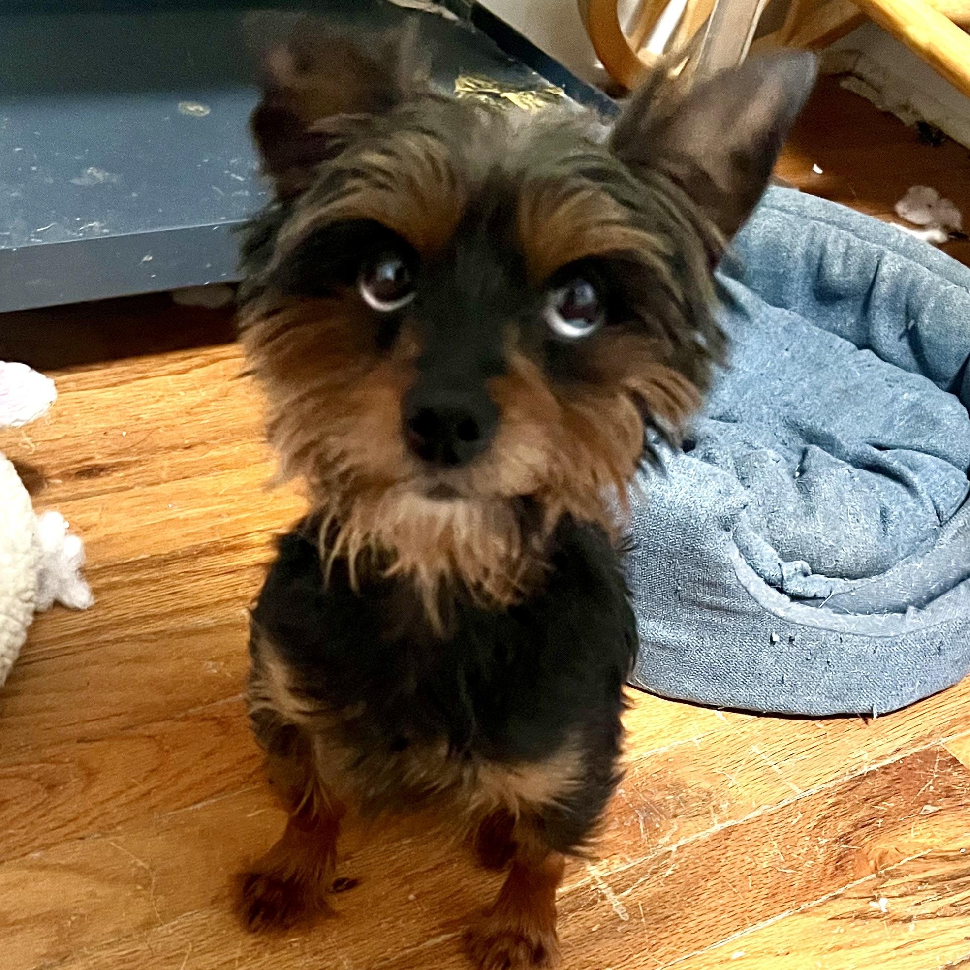 Enlarge Nikki, an adopted Yorkshire Terrier in Cranford, NJ image 4/5