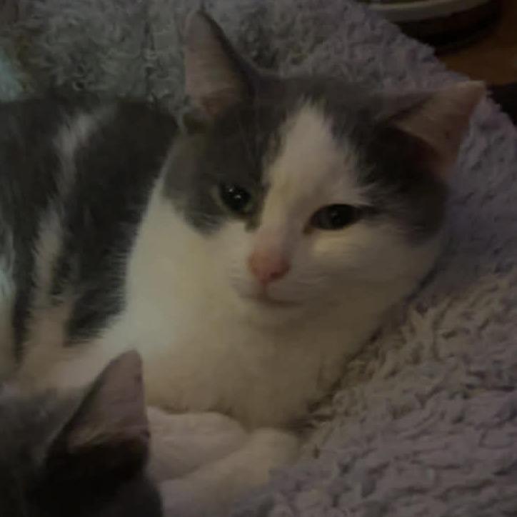 Enlarge Petey, a Adoptable Domestic Short Hair in Shelbyville, IN image 1/4