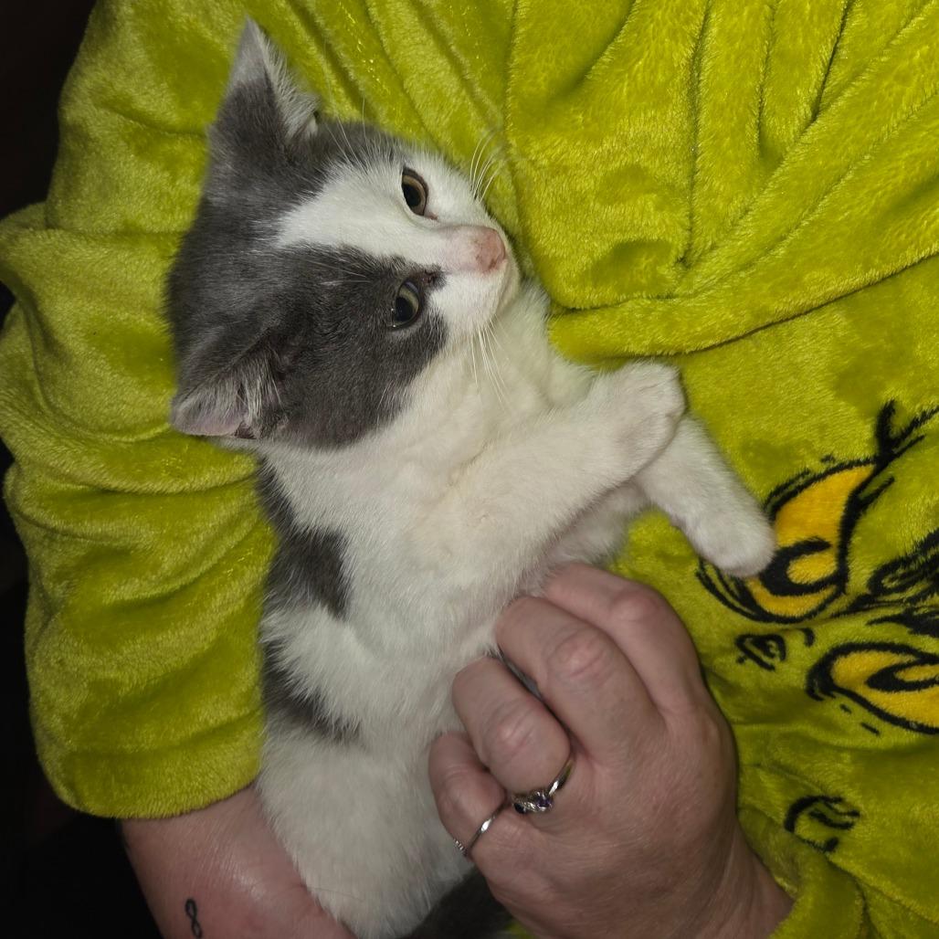 Enlarge Petey, a Adoptable Domestic Short Hair in Shelbyville, IN image 2/4