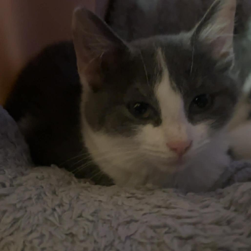 Enlarge Petey, a Adoptable Domestic Short Hair in Shelbyville, IN image 3/4