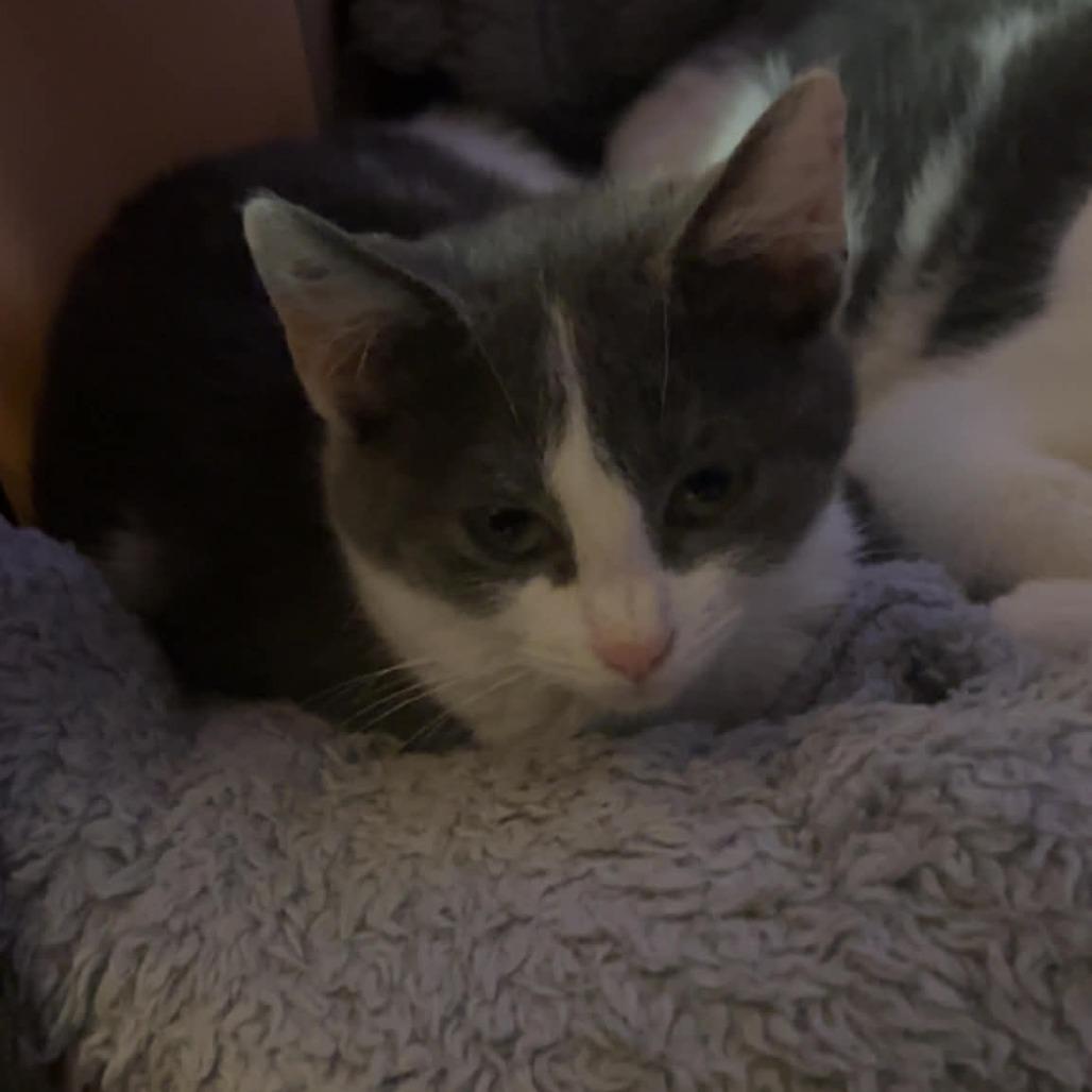 Enlarge Petey, a Adoptable Domestic Short Hair in Shelbyville, IN image 4/4