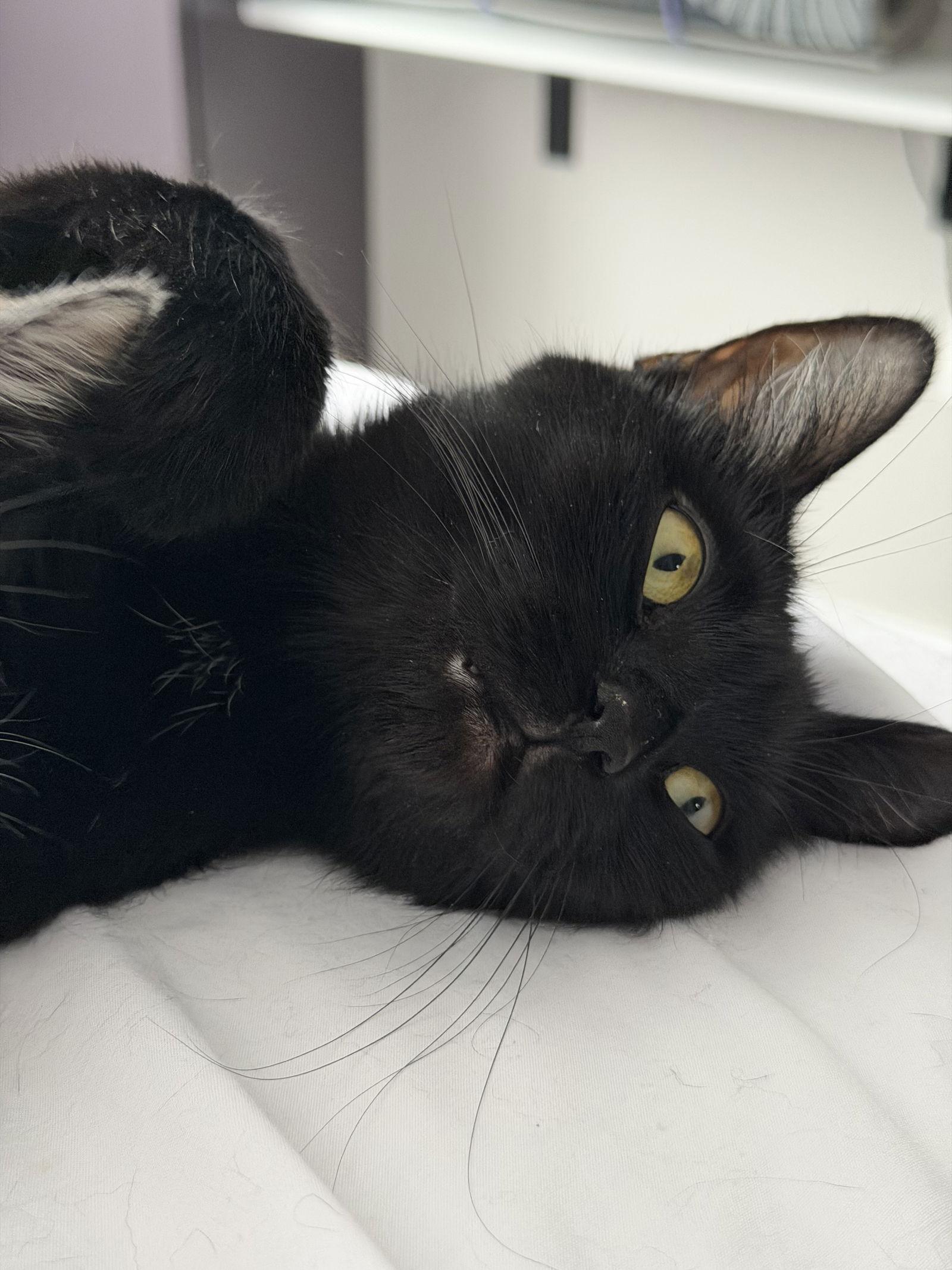 Sage, a Adoptable Domestic Short Hair in Minneapolis, MN image 1/3