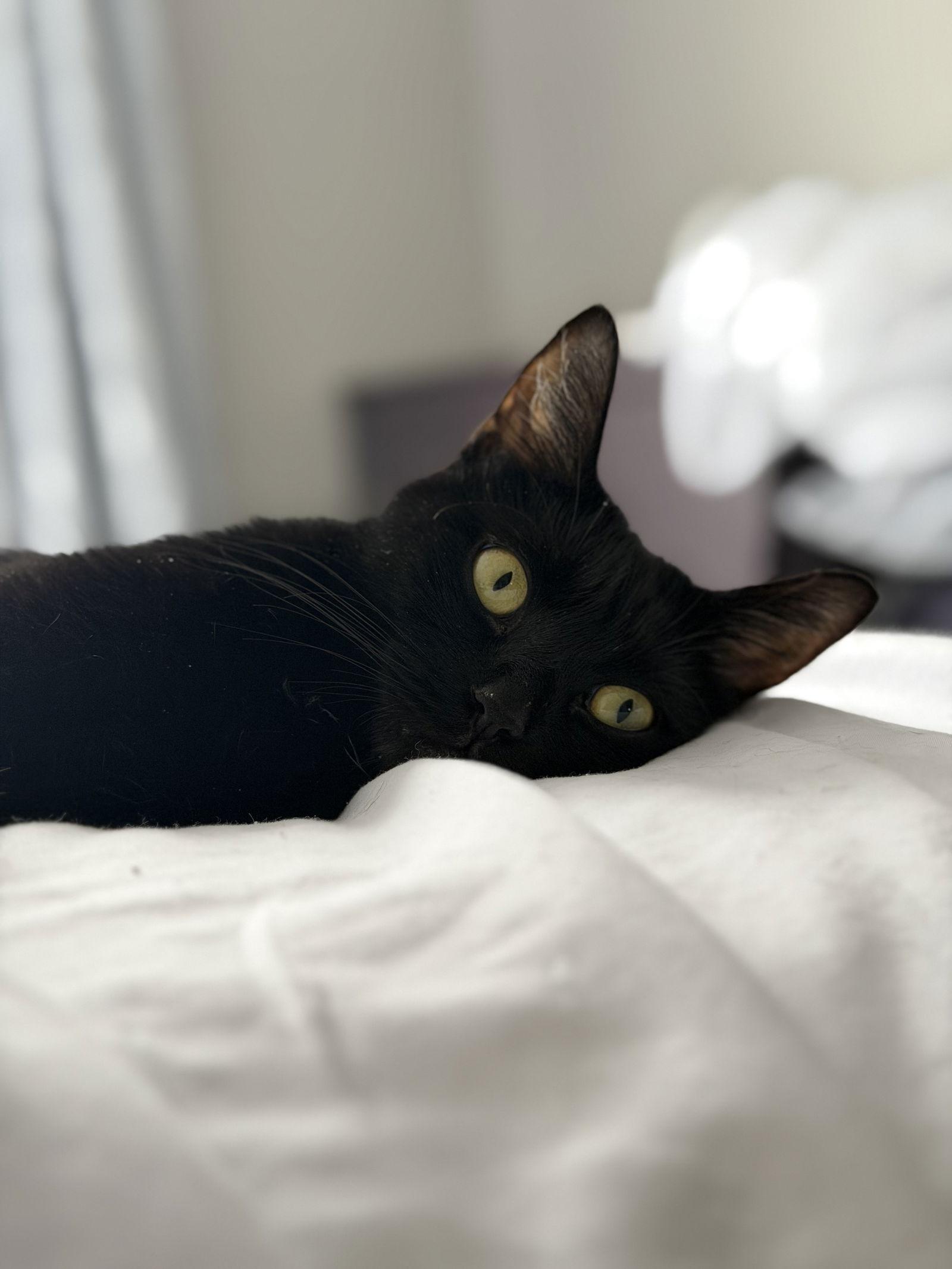 Sage, a Adoptable Domestic Short Hair in Minneapolis, MN image 2/3