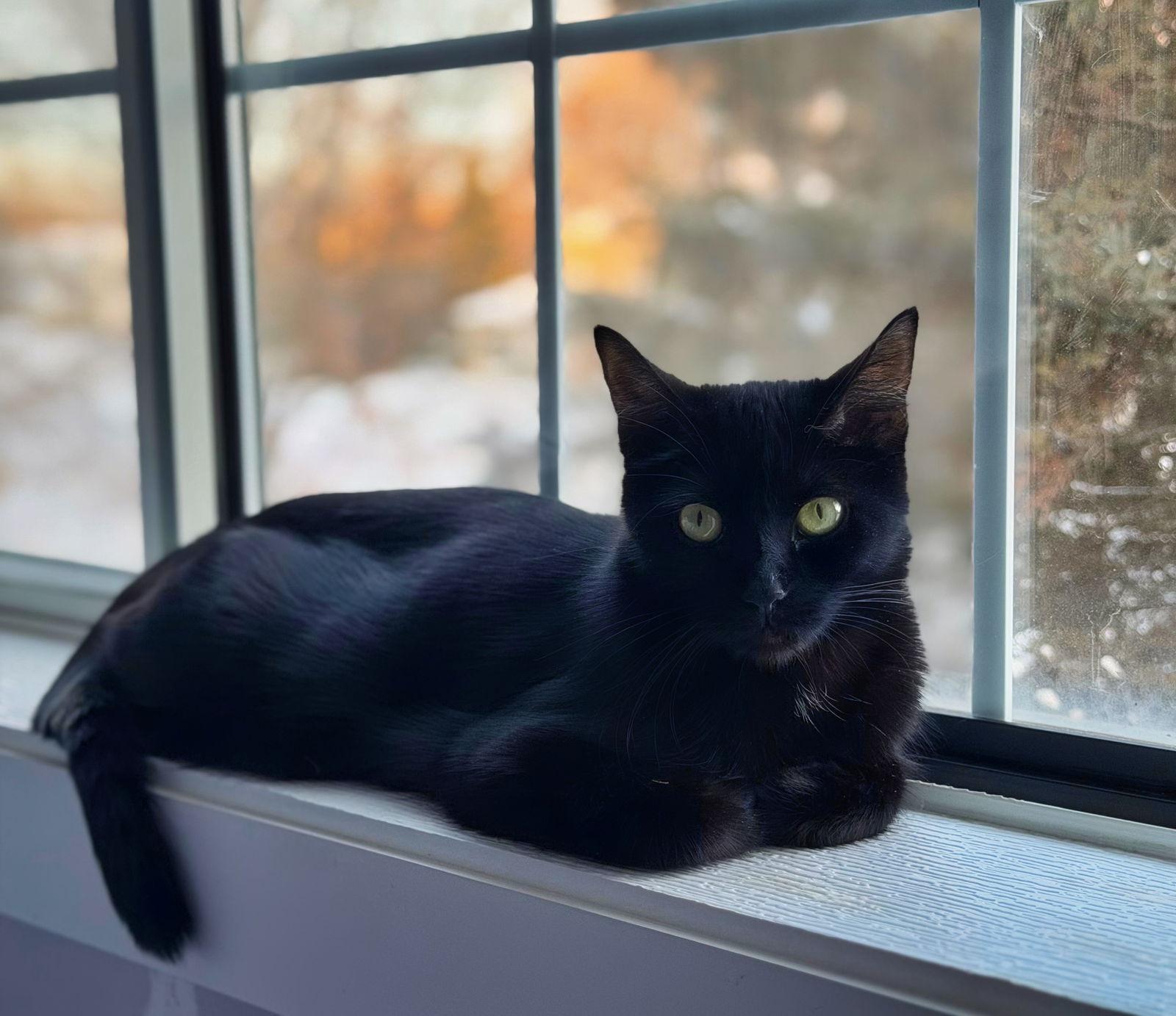 Sage, a Adoptable Domestic Short Hair in Minneapolis, MN image 3/3