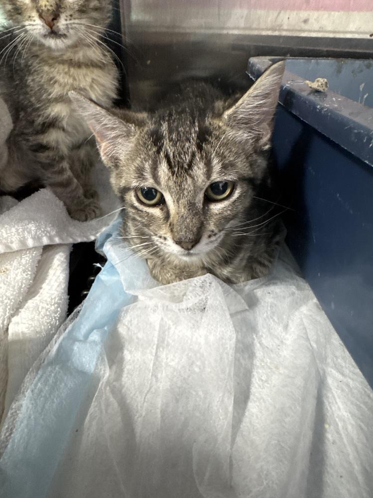 Theodosia - Brown, Adoptable, Kitten Female Domestic Short Hair.