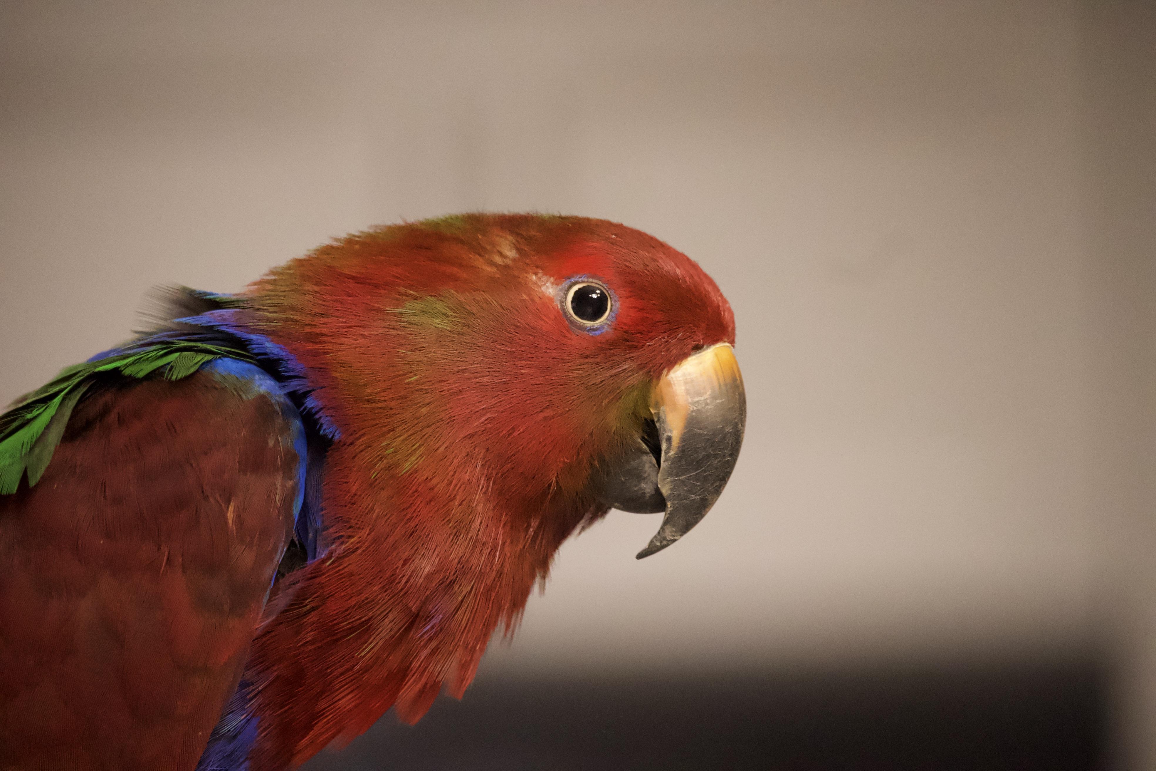 Enlarge Babes, a Adoptable Eclectus in Dundas, ON image 1/5
