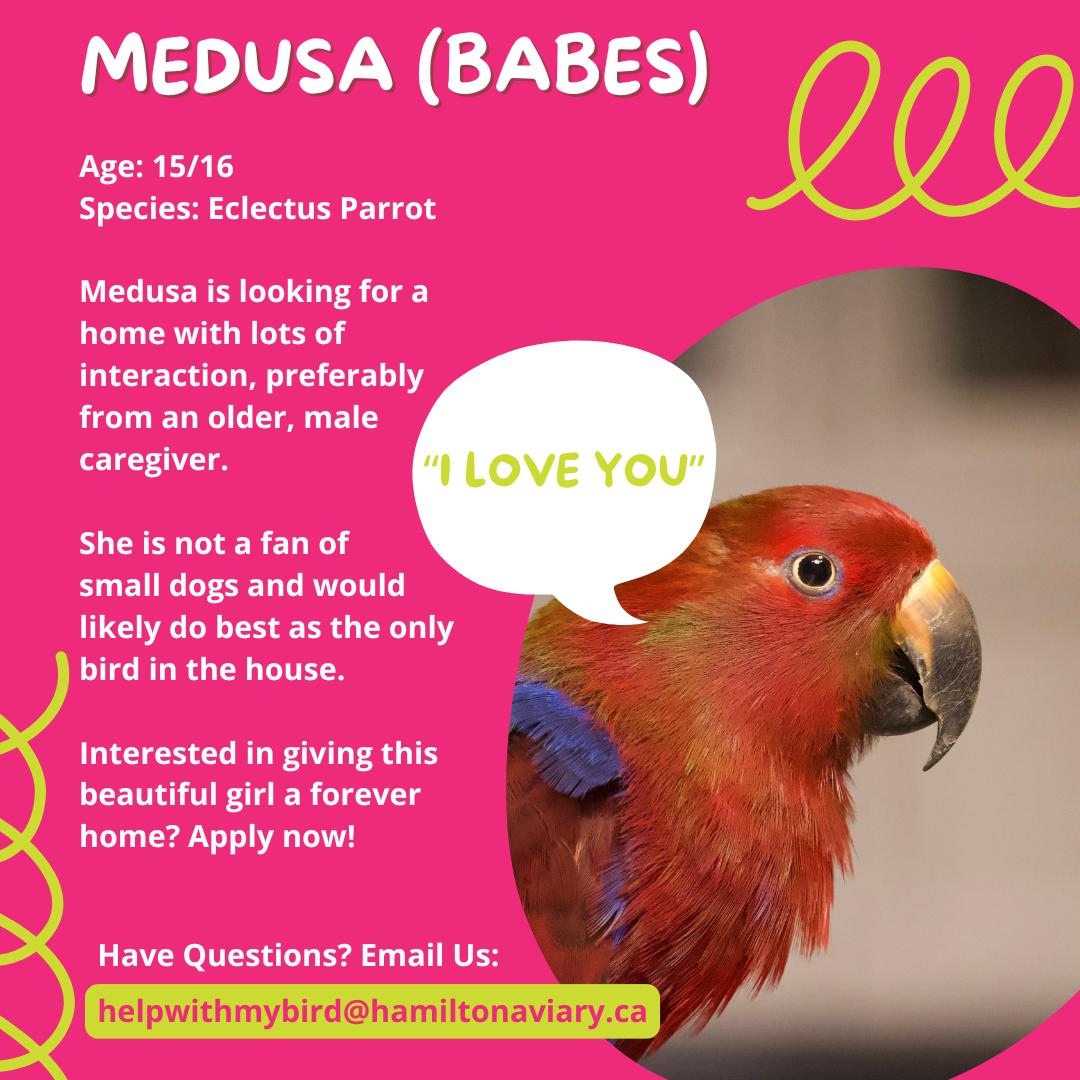 Enlarge Babes, a Adoptable Eclectus in Dundas, ON image 3/5