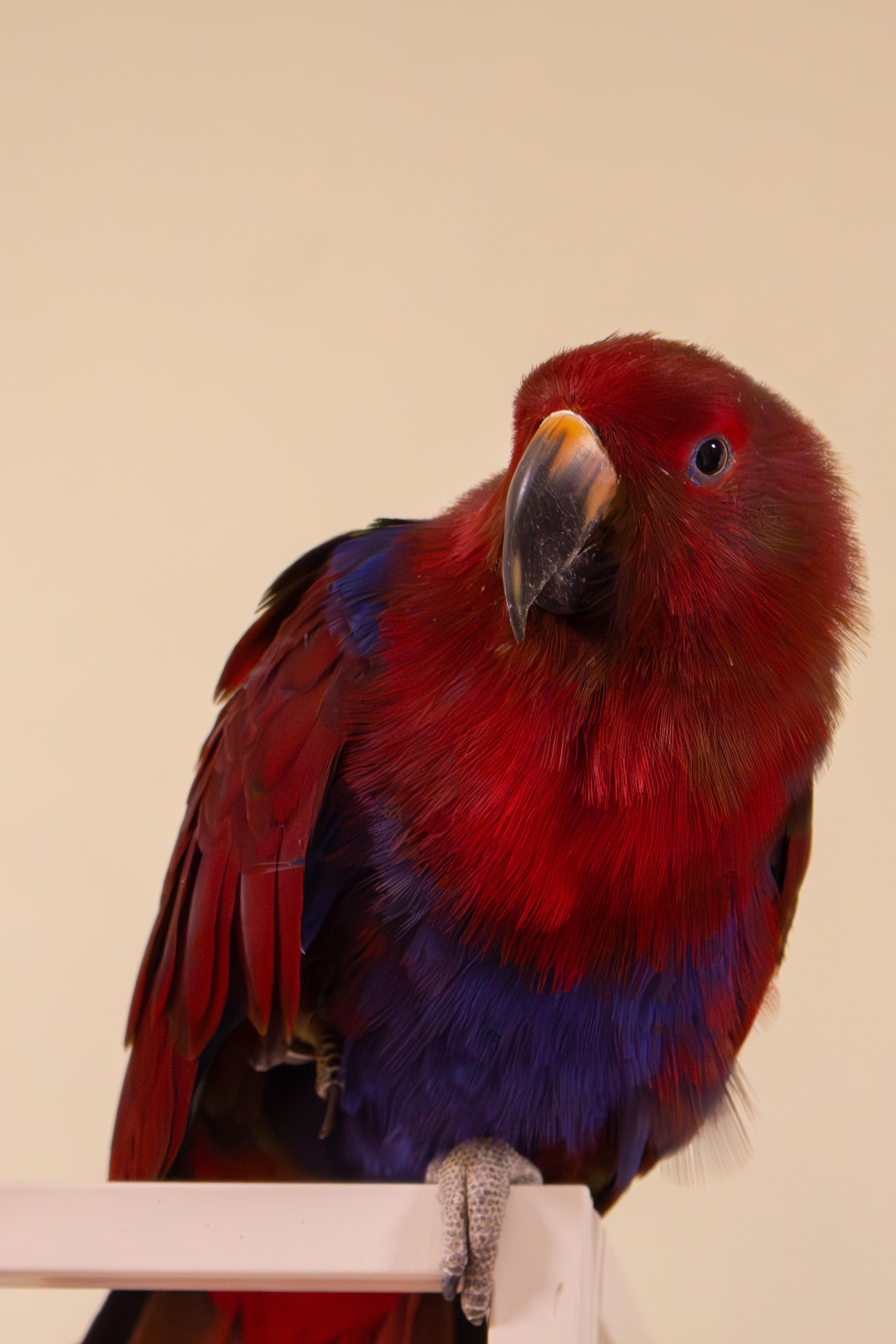 Enlarge Babes, a Adoptable Eclectus in Dundas, ON image 4/5