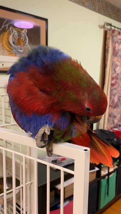 Enlarge Babes, a Adoptable Eclectus in Dundas, ON video 5/5