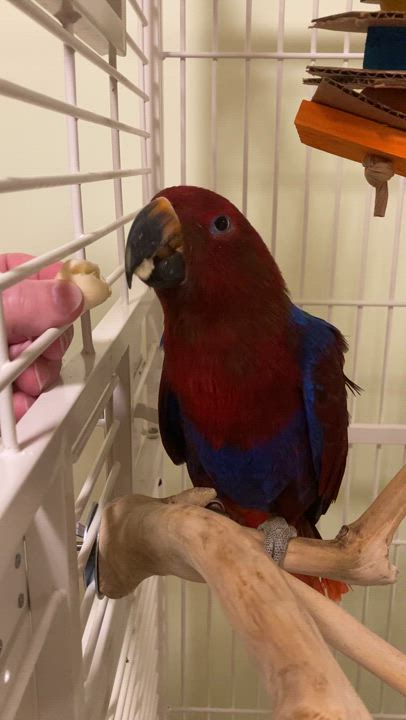 Enlarge Babes, a Adoptable Eclectus in Dundas, ON video 2/5