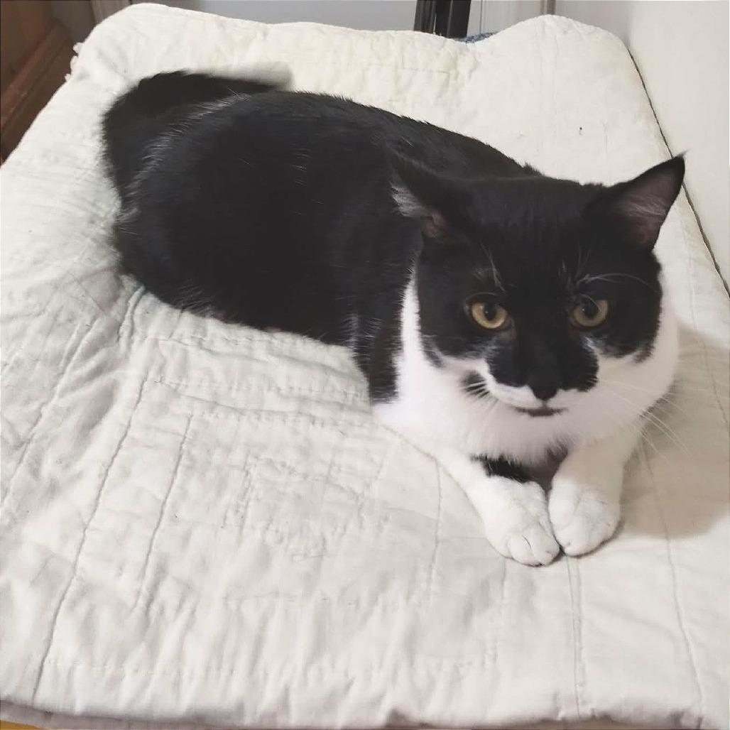 Enlarge Sinatra, a Adoptable Domestic Short Hair in Fayetteville, GA image 1/4