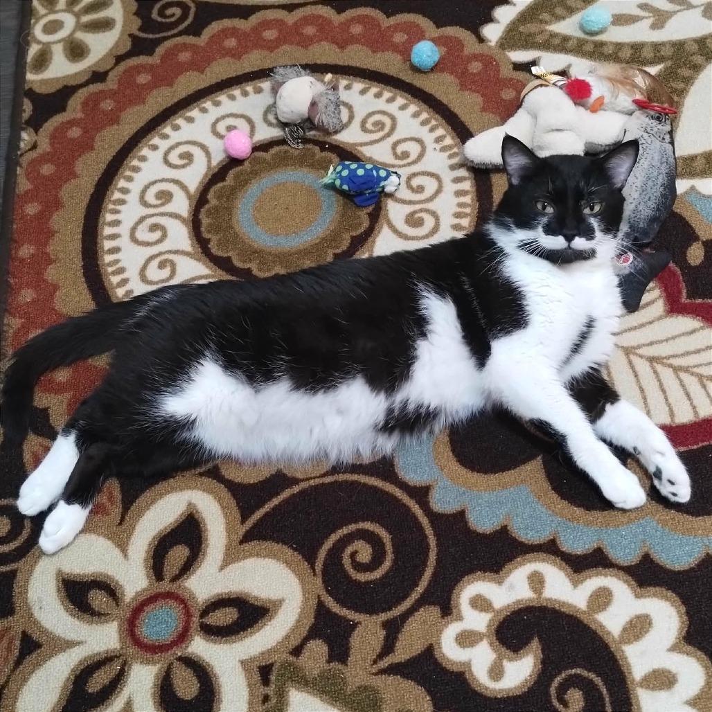 Enlarge Sinatra, a Adoptable Domestic Short Hair in Fayetteville, GA image 2/4