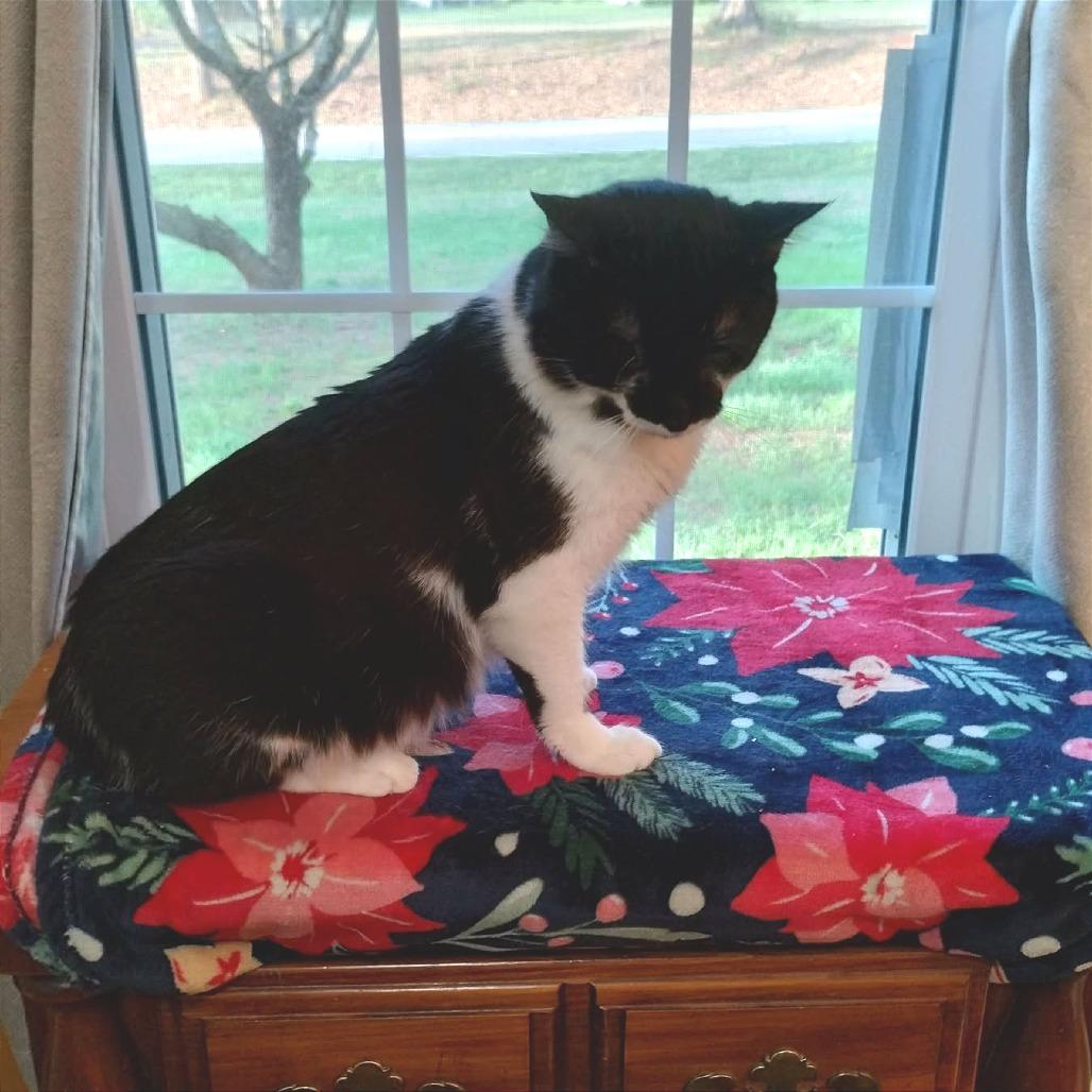 Enlarge Sinatra, a Adoptable Domestic Short Hair in Fayetteville, GA image 3/4