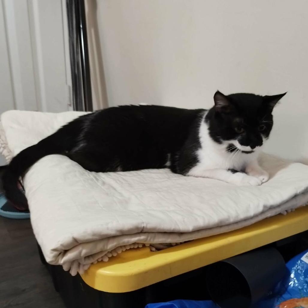 Enlarge Sinatra, a Adoptable Domestic Short Hair in Fayetteville, GA image 4/4