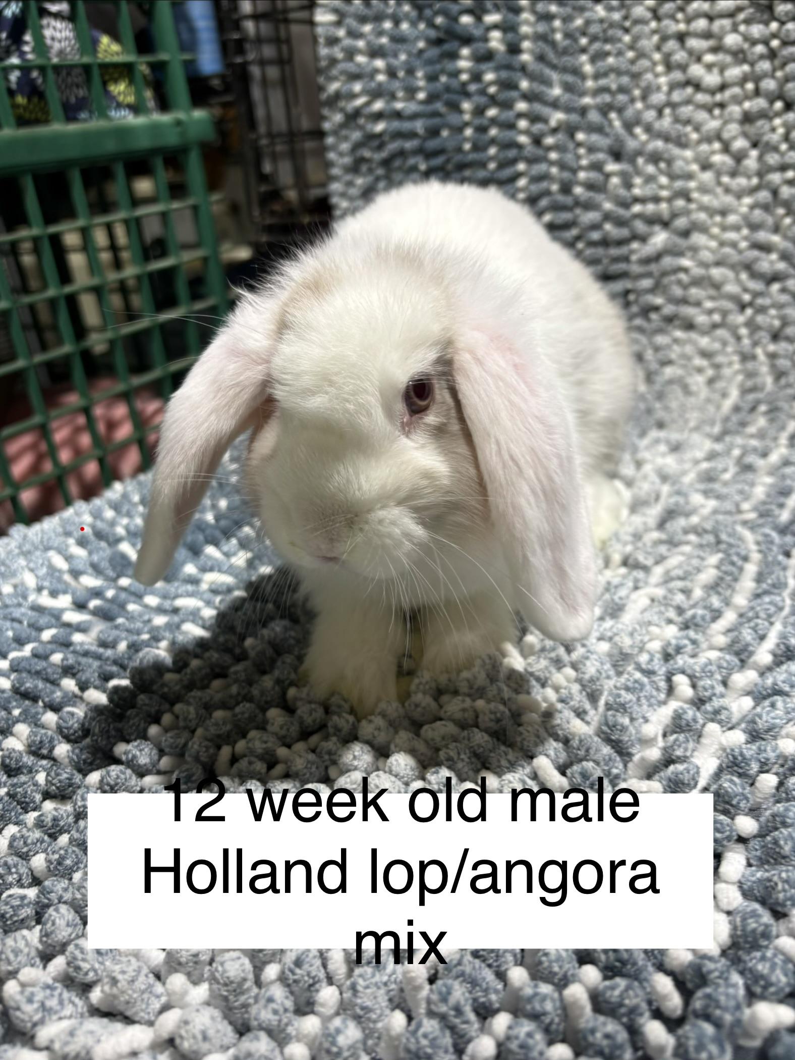 Enlarge Grumpy , a ADOPTABLE mixed breed in Howell, NJ image 1/1