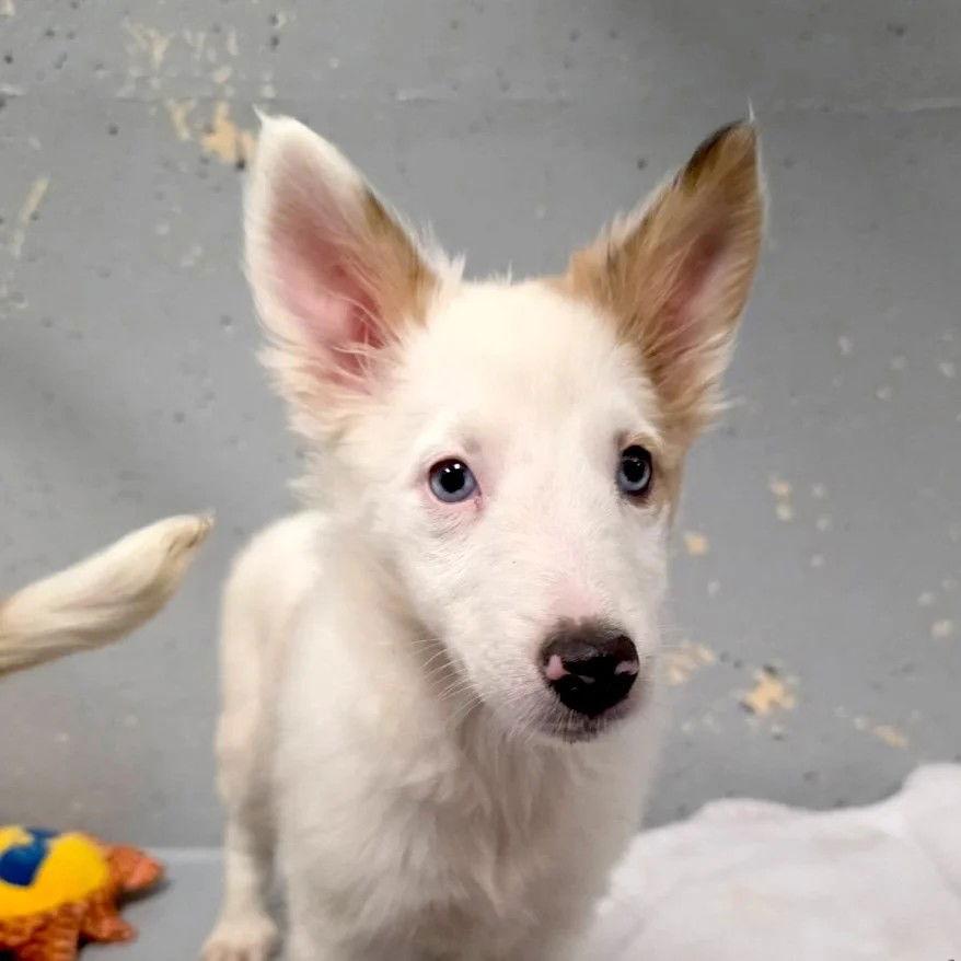 Enlarge Whisper  pending adoption, a Adoptable Shetland Sheepdog / Sheltie in Dublin, OH image 1/1