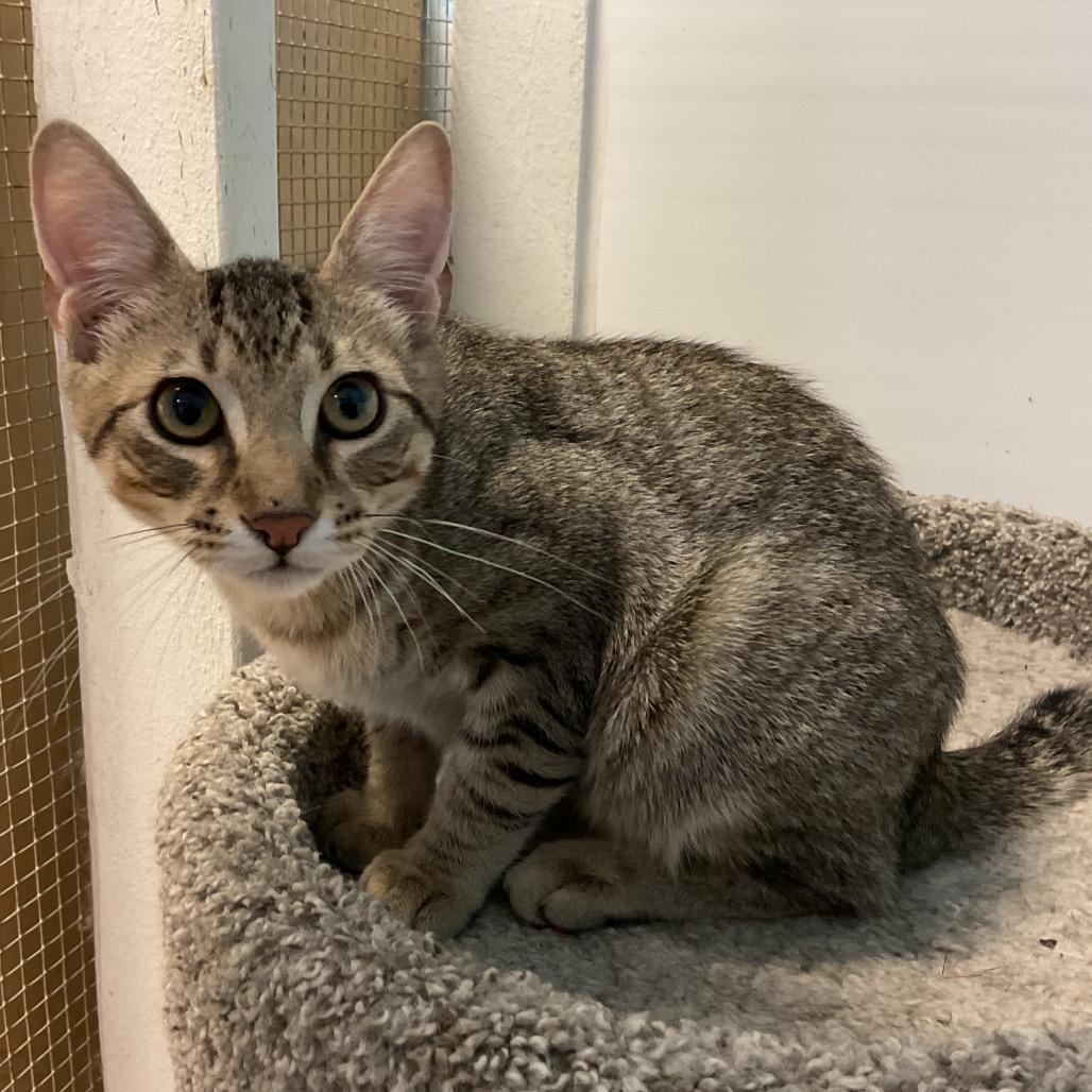 Herbie, Adoptable, Kitten Male Domestic Short Hair.