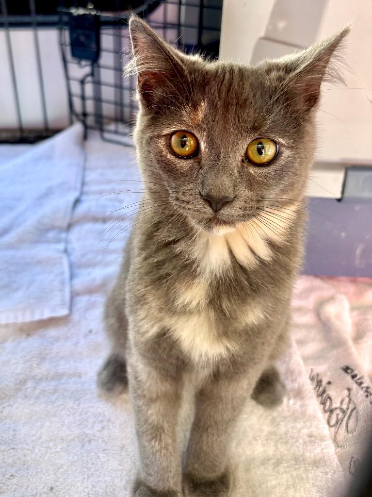 Enlarge Blue, a Adopted Russian Blue in San Pedro, CA image 1/1